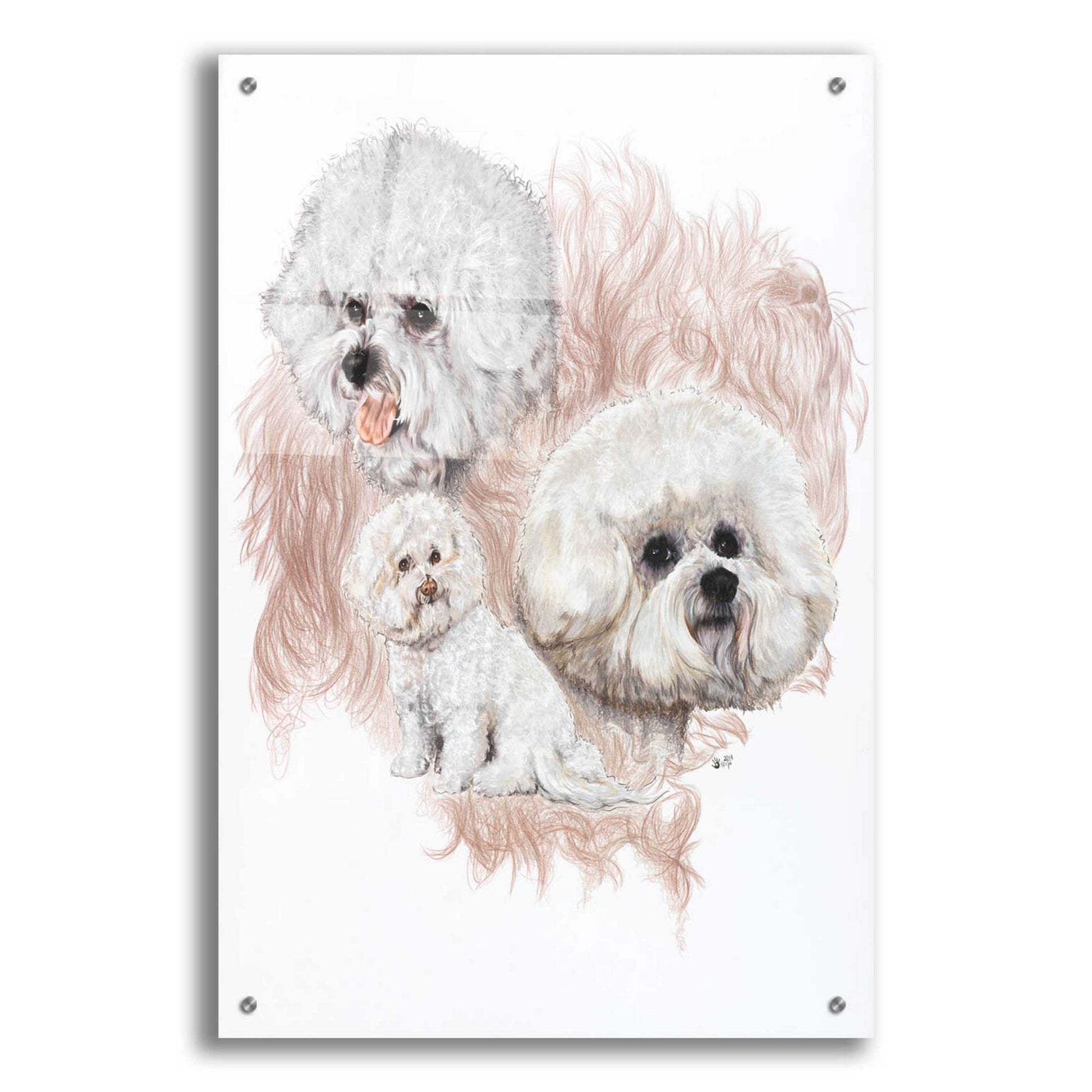 Epic Art 'Bichon Frise' by Barbara Keith, Acrylic Glass Wall Art,24x36