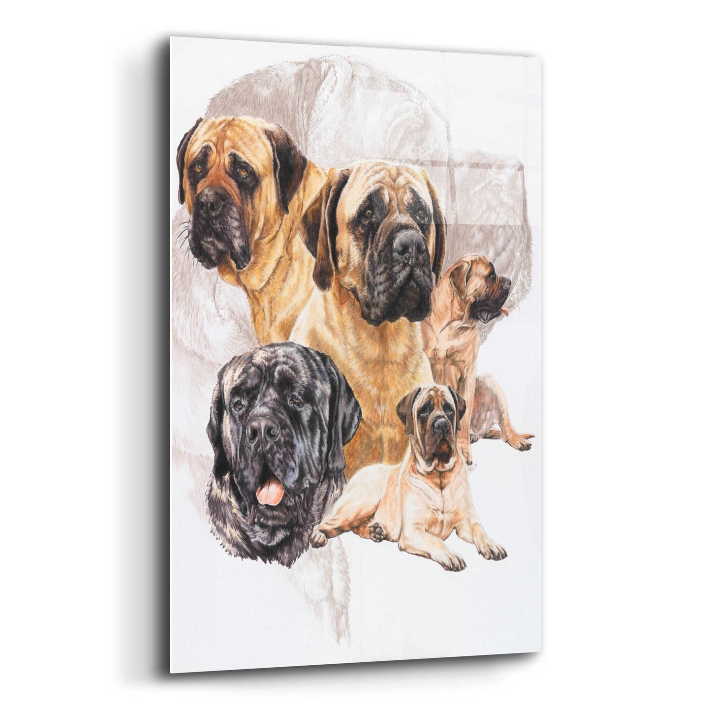 Epic Art 'Bull Mastiff with Ghost' by Barbara Keith, Acrylic Glass Wall Art,12x16