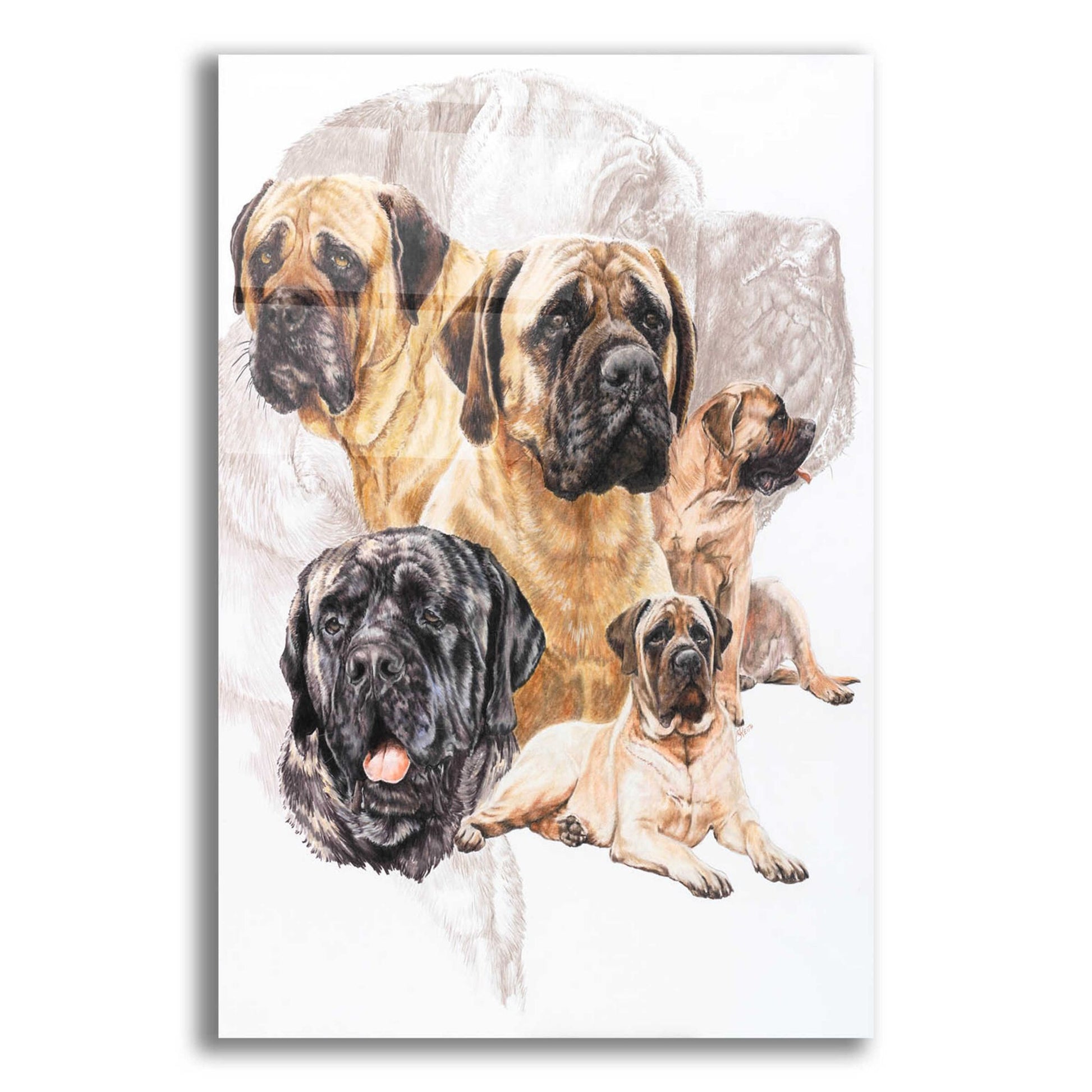 Epic Art 'Bull Mastiff with Ghost' by Barbara Keith, Acrylic Glass Wall Art,12x16