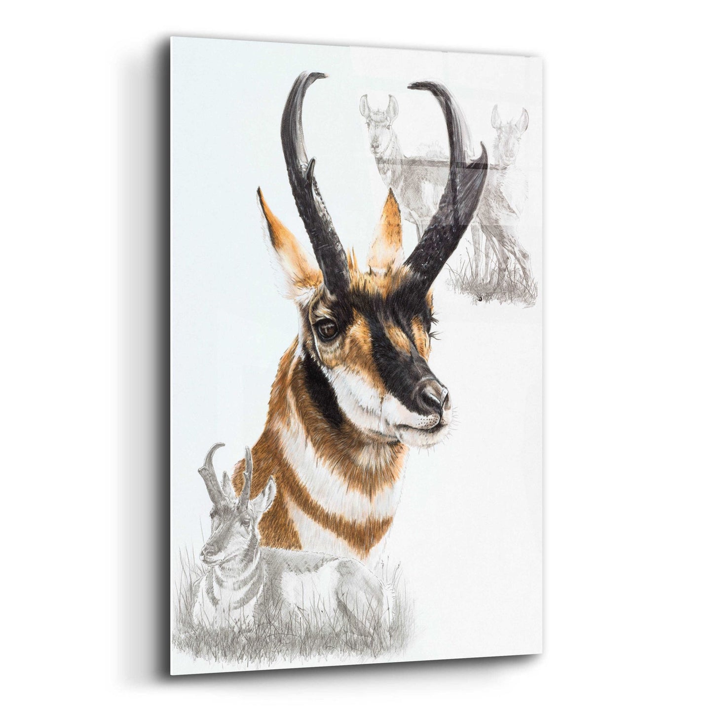 Epic Art 'Pronghorn' by Barbara Keith, Acrylic Glass Wall Art,12x16