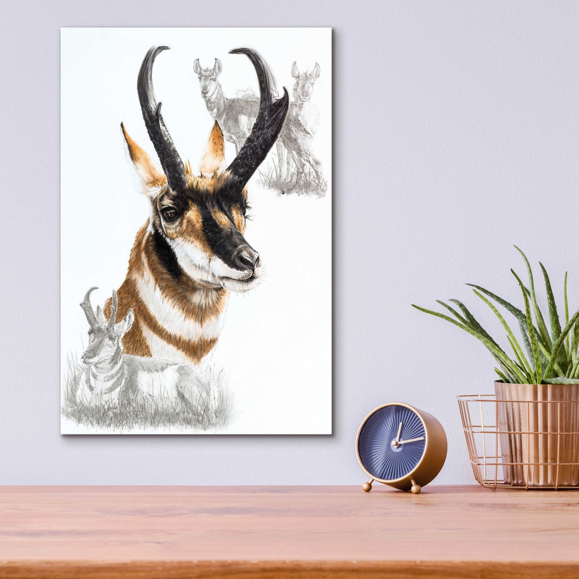 Epic Art 'Pronghorn' by Barbara Keith, Acrylic Glass Wall Art,12x16