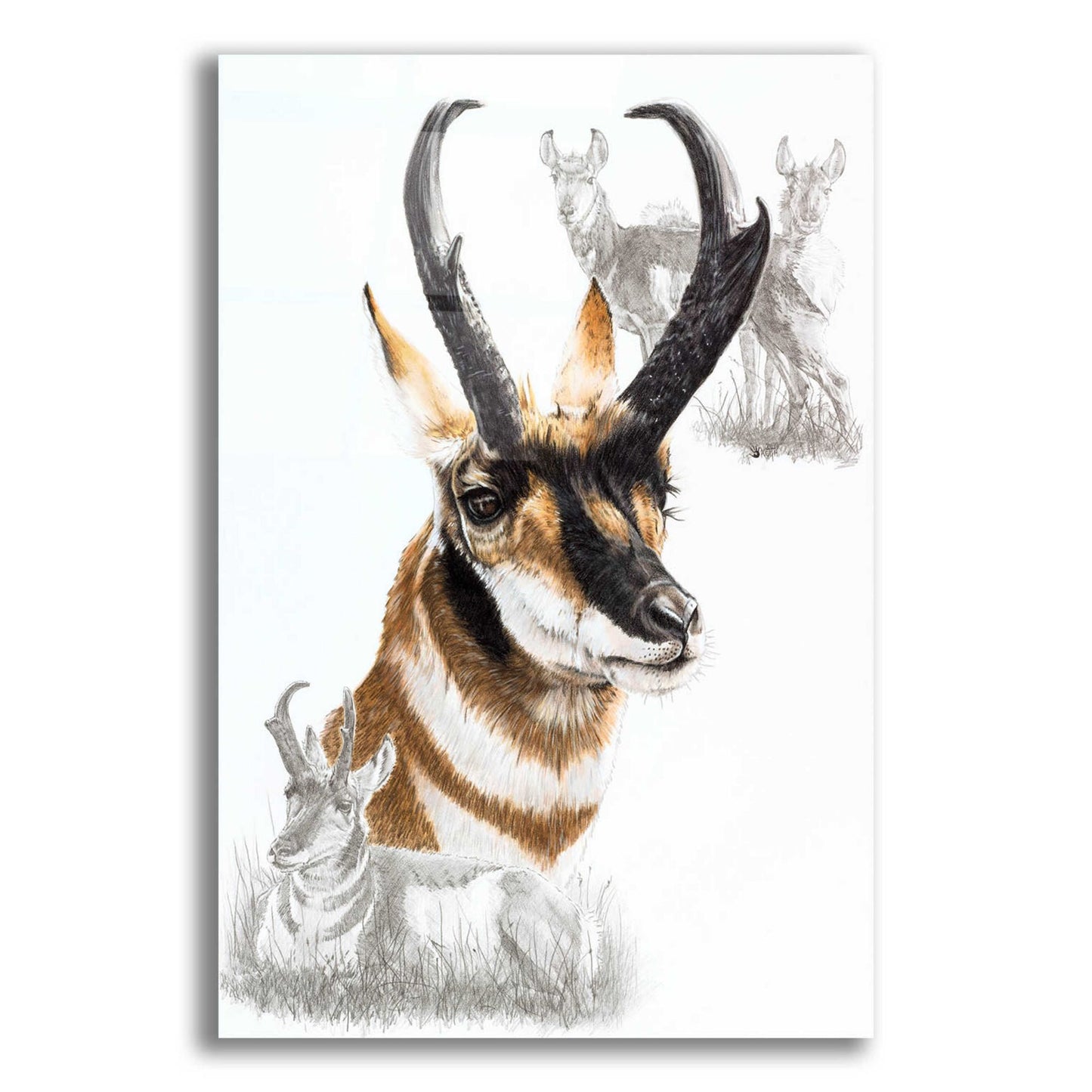 Epic Art 'Pronghorn' by Barbara Keith, Acrylic Glass Wall Art,12x16