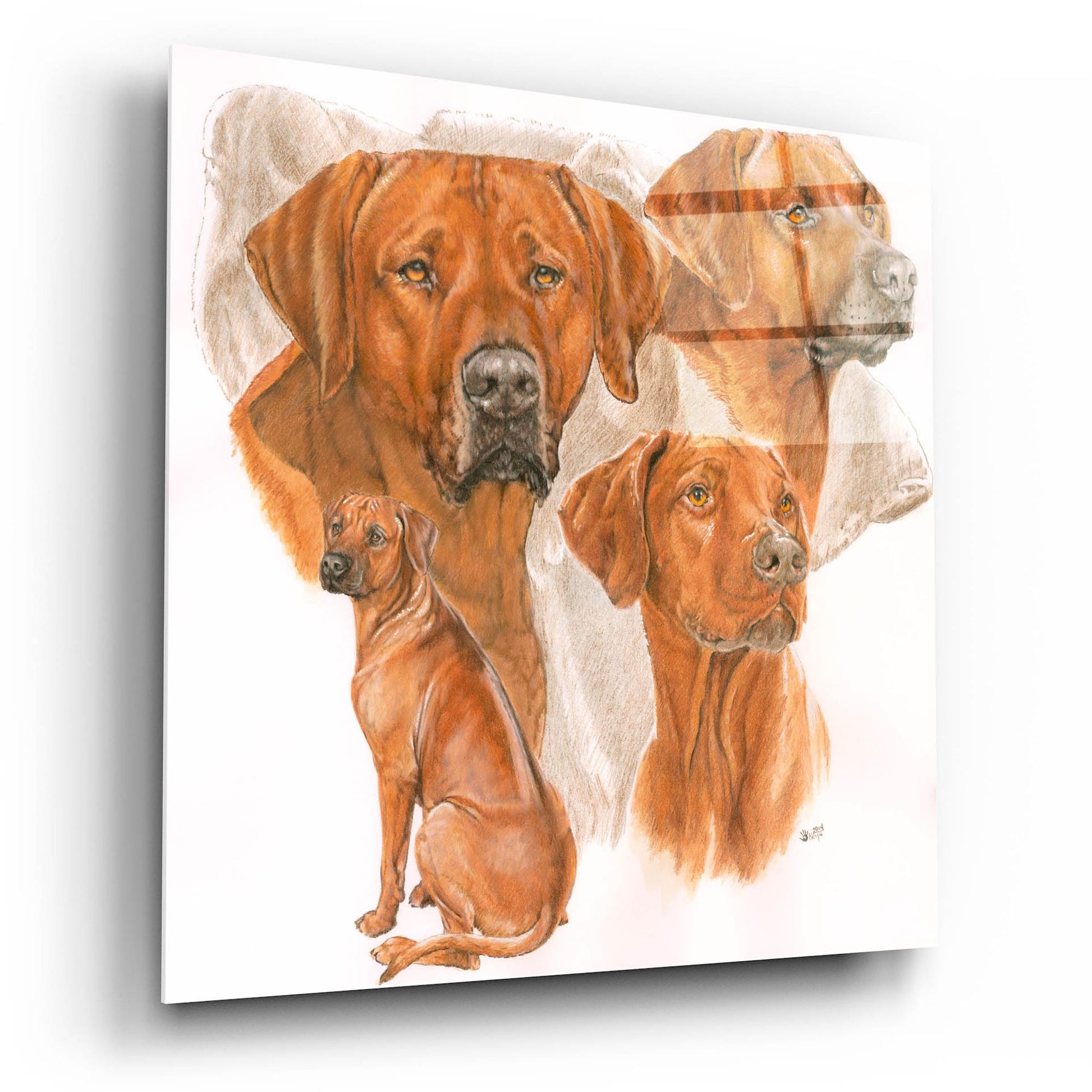 Epic Art 'Rhodisian Ridgeback' by Barbara Keith, Acrylic Glass Wall Art,12x12