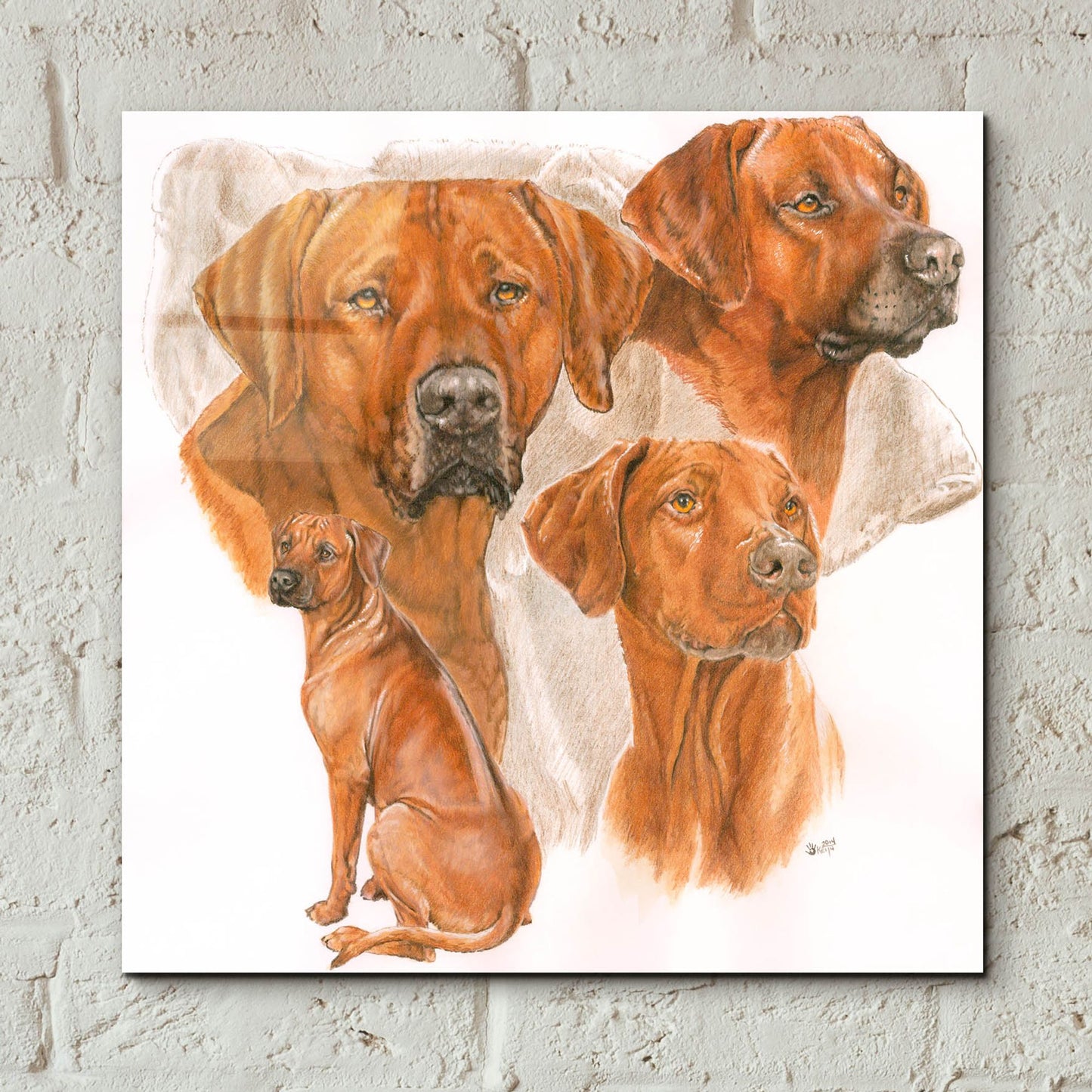 Epic Art 'Rhodisian Ridgeback' by Barbara Keith, Acrylic Glass Wall Art,12x12