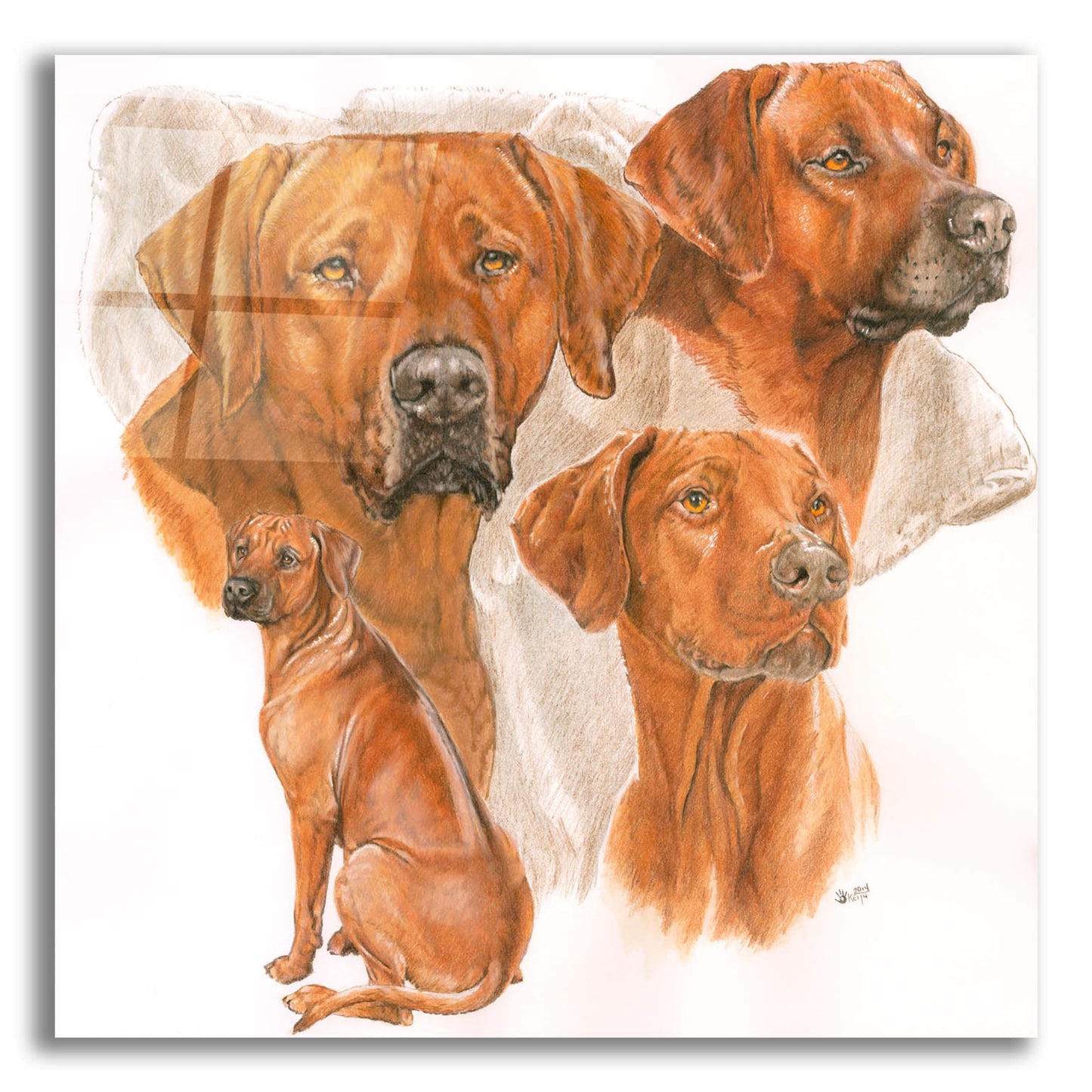 Epic Art 'Rhodisian Ridgeback' by Barbara Keith, Acrylic Glass Wall Art,12x12