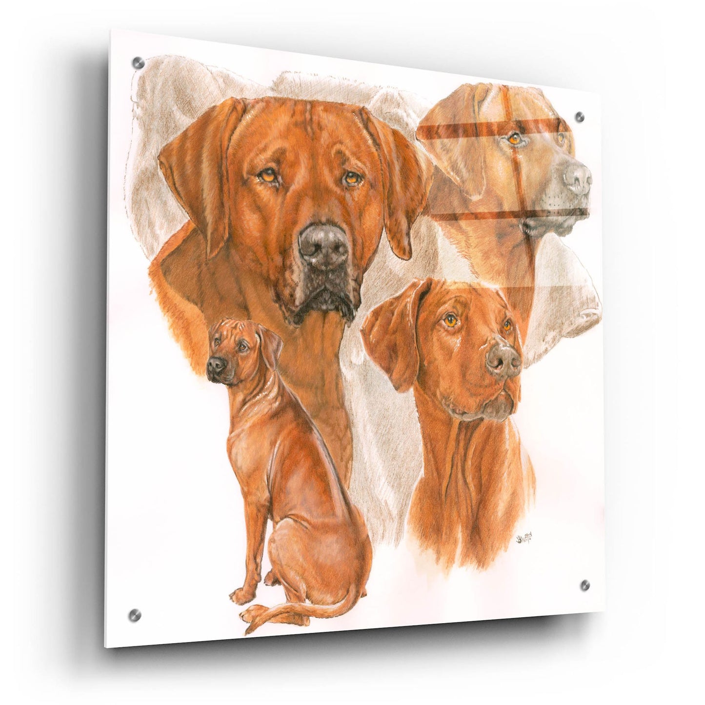 Epic Art 'Rhodisian Ridgeback' by Barbara Keith, Acrylic Glass Wall Art,24x24