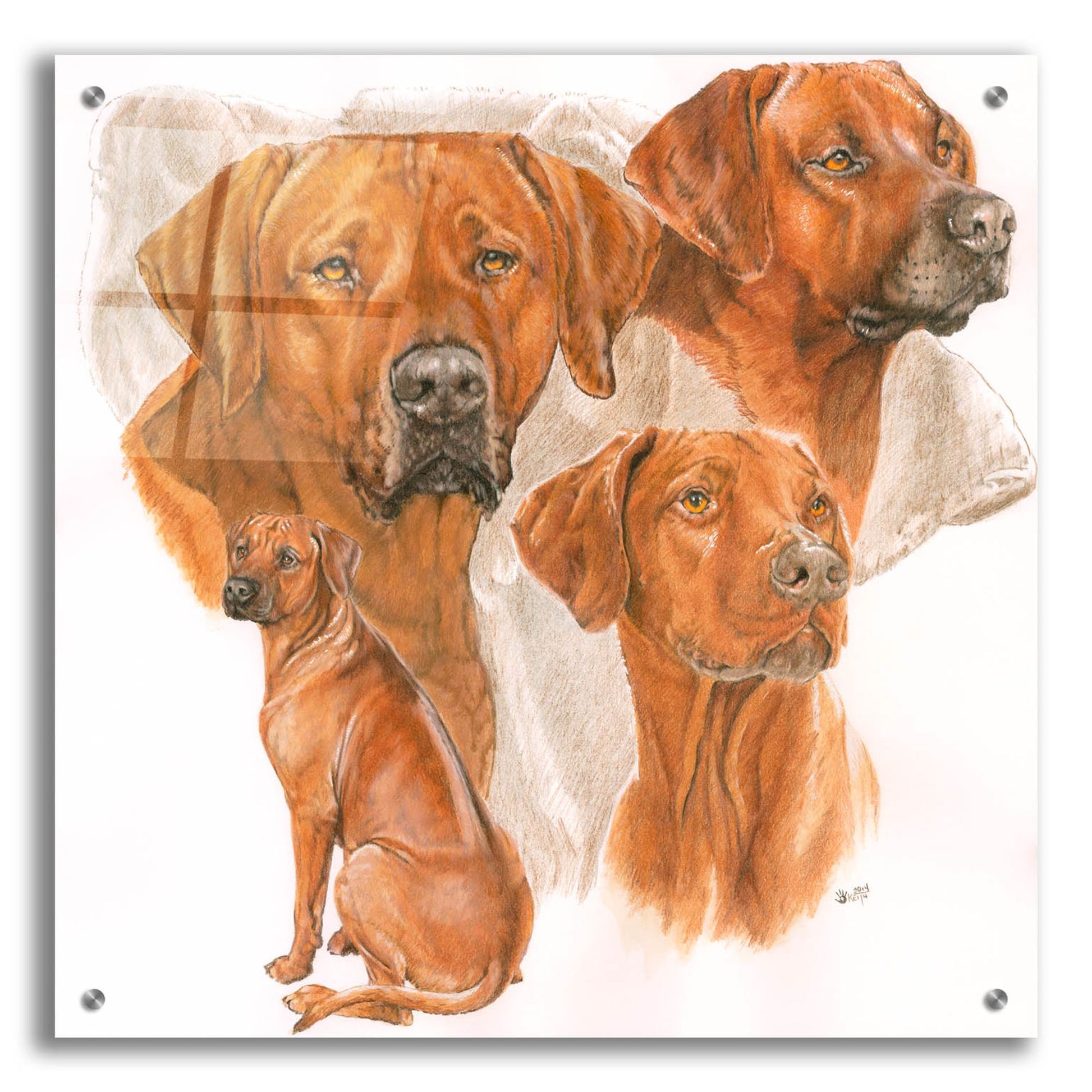 Epic Art 'Rhodisian Ridgeback' by Barbara Keith, Acrylic Glass Wall Art,24x24