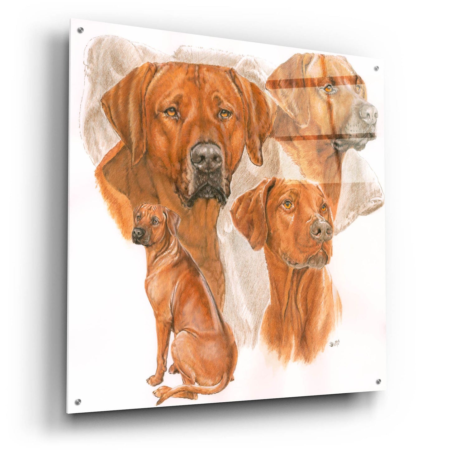 Epic Art 'Rhodisian Ridgeback' by Barbara Keith, Acrylic Glass Wall Art,36x36