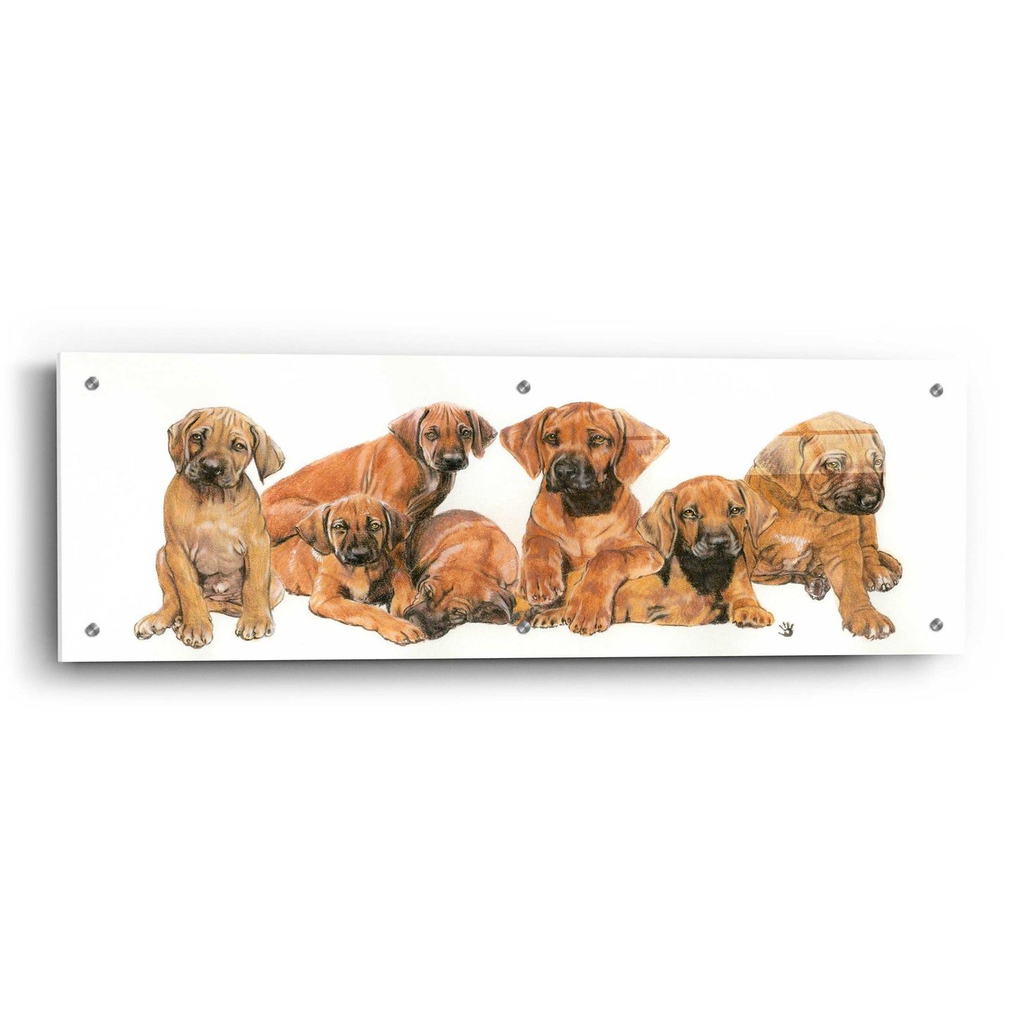 Epic Art 'Rhodisian Ridgeback Puppies' by Barbara Keith, Acrylic Glass Wall Art,36x12