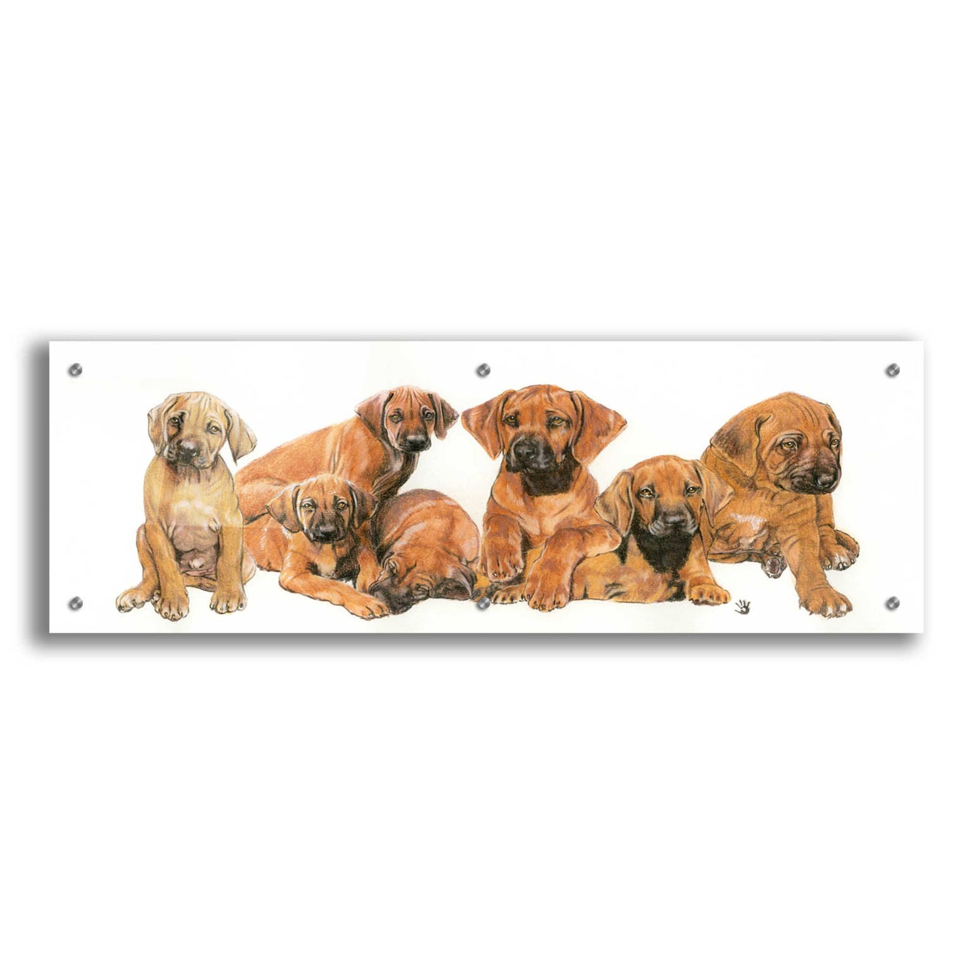 Epic Art 'Rhodisian Ridgeback Puppies' by Barbara Keith, Acrylic Glass Wall Art,36x12