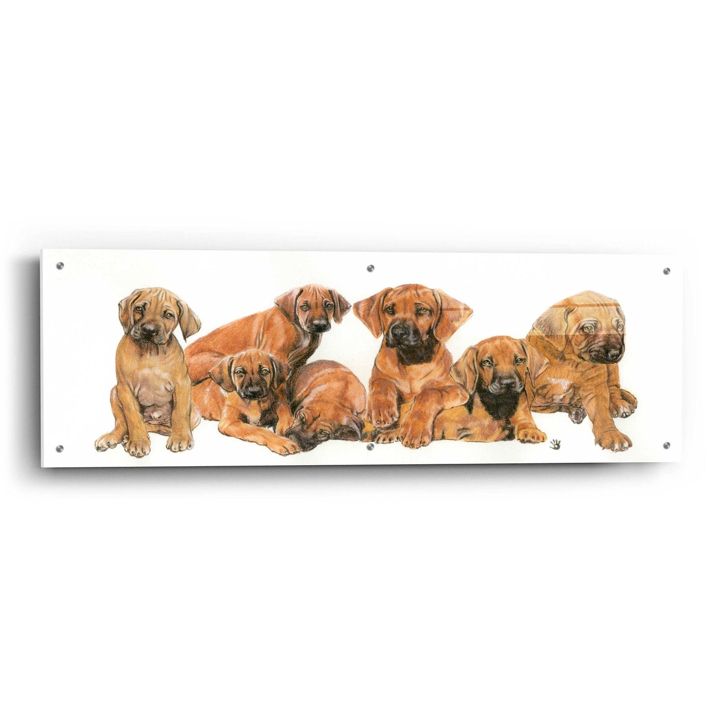 Epic Art 'Rhodisian Ridgeback Puppies' by Barbara Keith, Acrylic Glass Wall Art,48x16