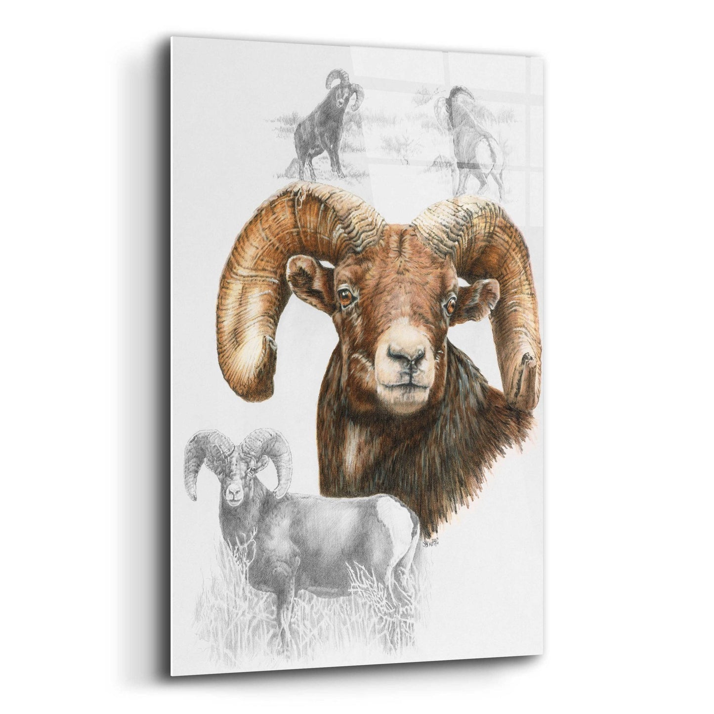 Epic Art 'Big Horn Sheep' by Barbara Keith, Acrylic Glass Wall Art,12x16