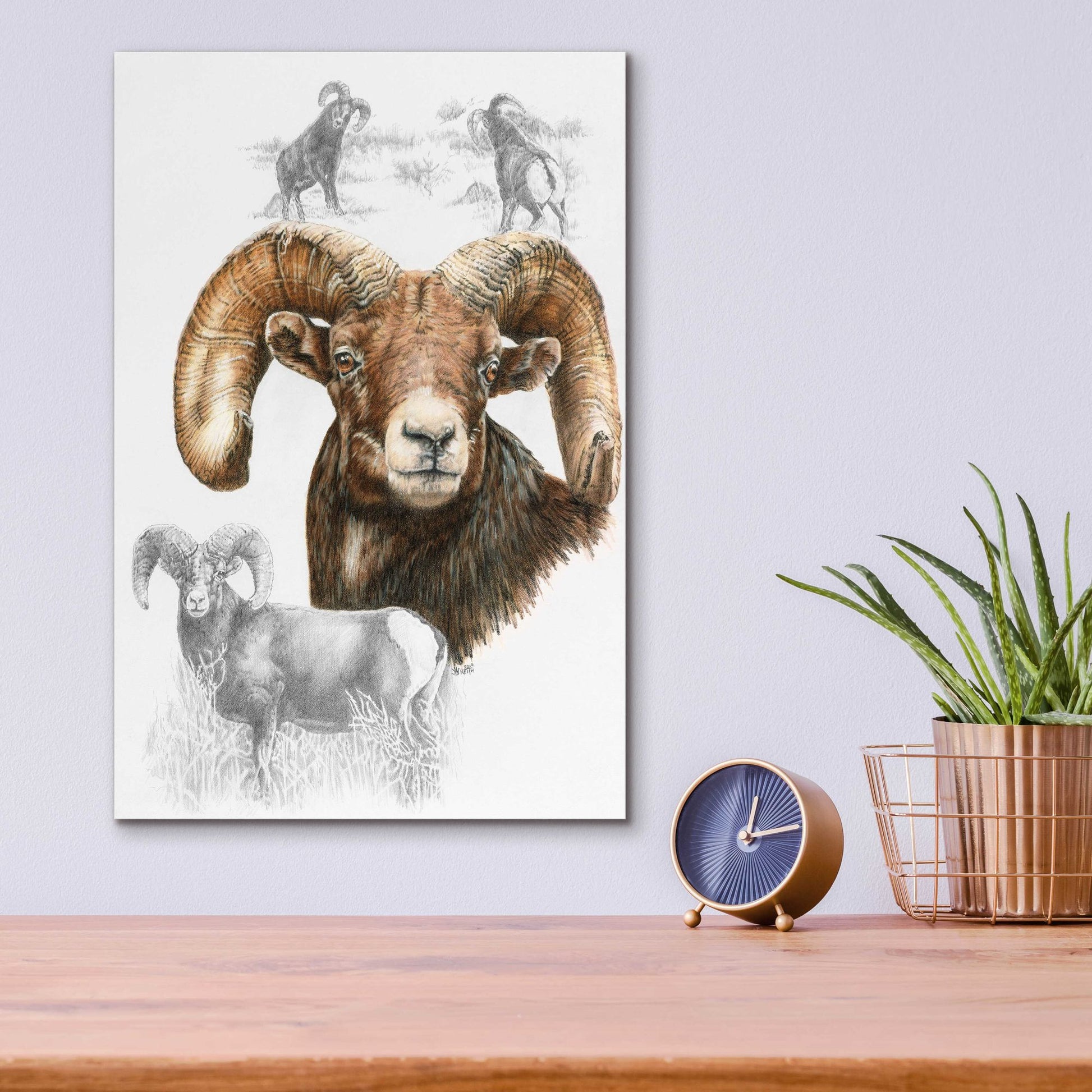 Epic Art 'Big Horn Sheep' by Barbara Keith, Acrylic Glass Wall Art,12x16