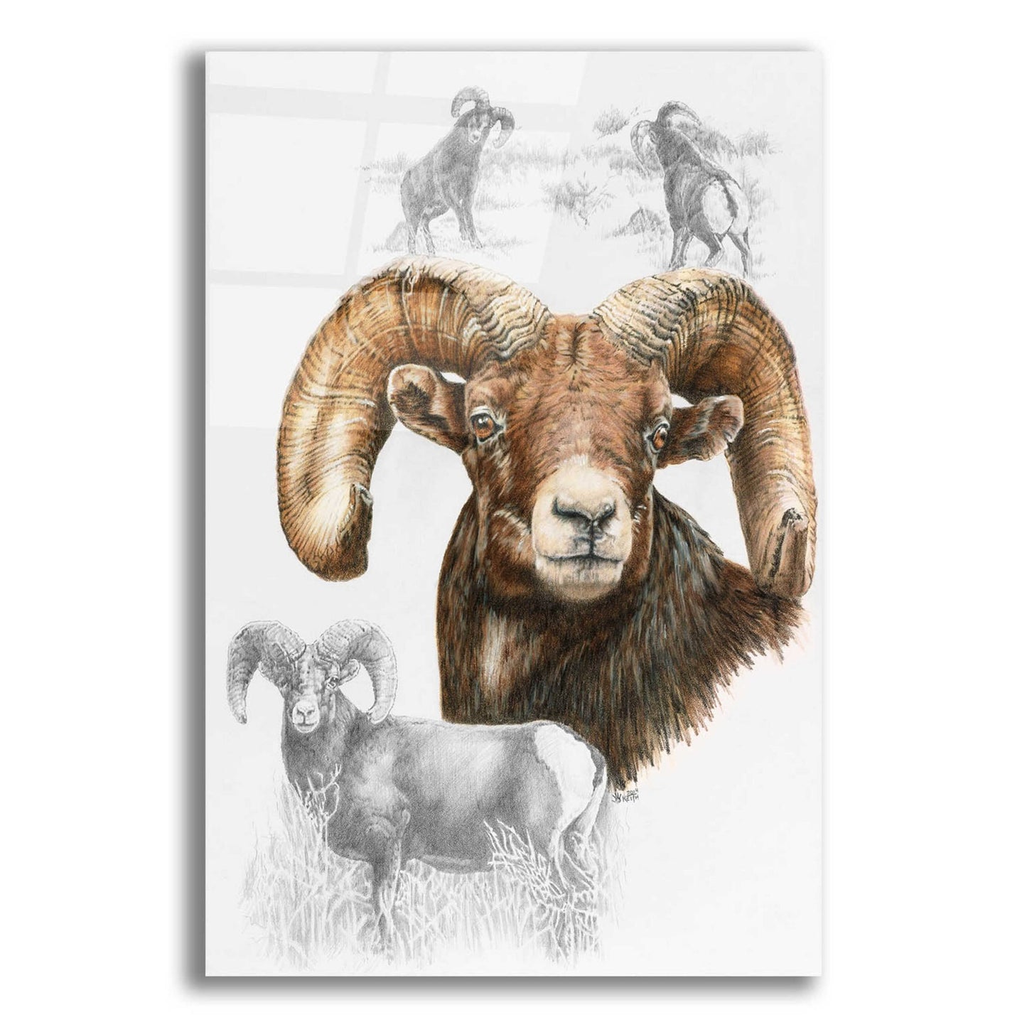 Epic Art 'Big Horn Sheep' by Barbara Keith, Acrylic Glass Wall Art,12x16