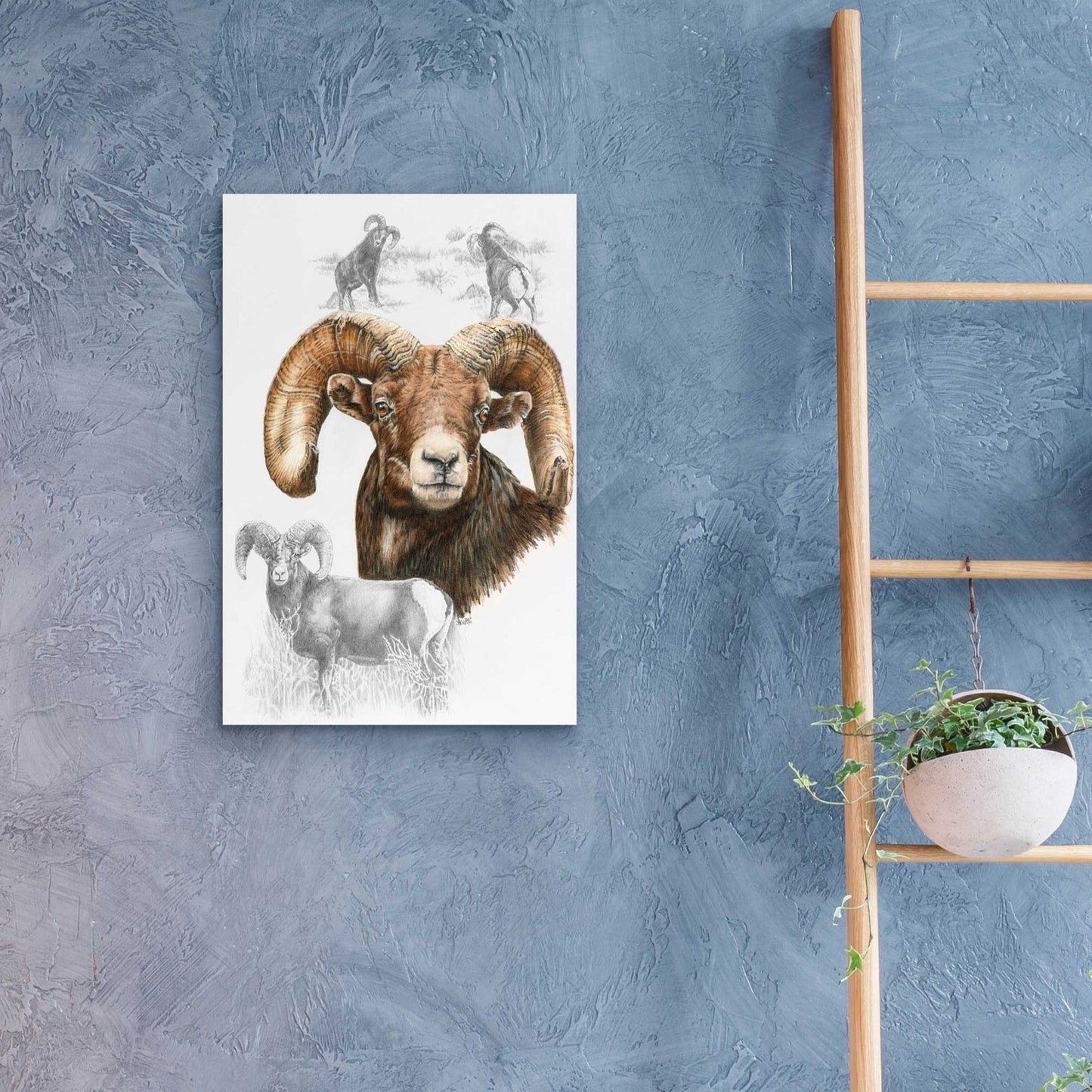 Epic Art 'Big Horn Sheep' by Barbara Keith, Acrylic Glass Wall Art,16x24