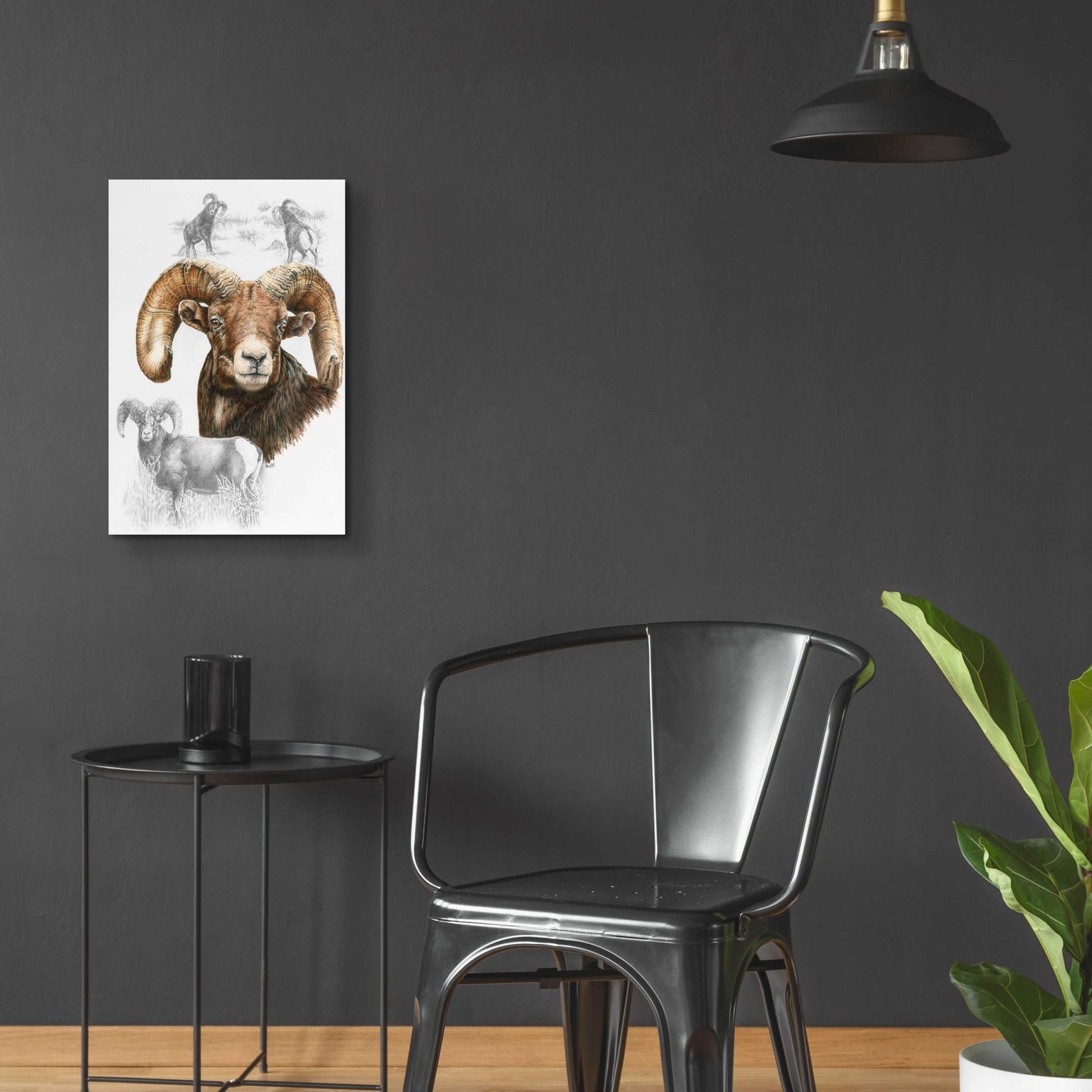 Epic Art 'Big Horn Sheep' by Barbara Keith, Acrylic Glass Wall Art,16x24