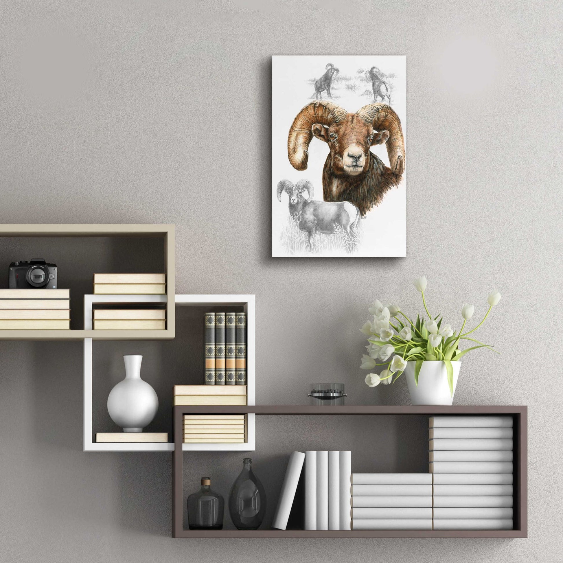 Epic Art 'Big Horn Sheep' by Barbara Keith, Acrylic Glass Wall Art,16x24