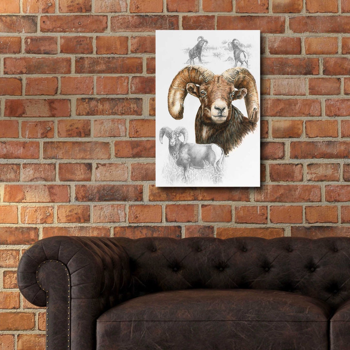 Epic Art 'Big Horn Sheep' by Barbara Keith, Acrylic Glass Wall Art,16x24