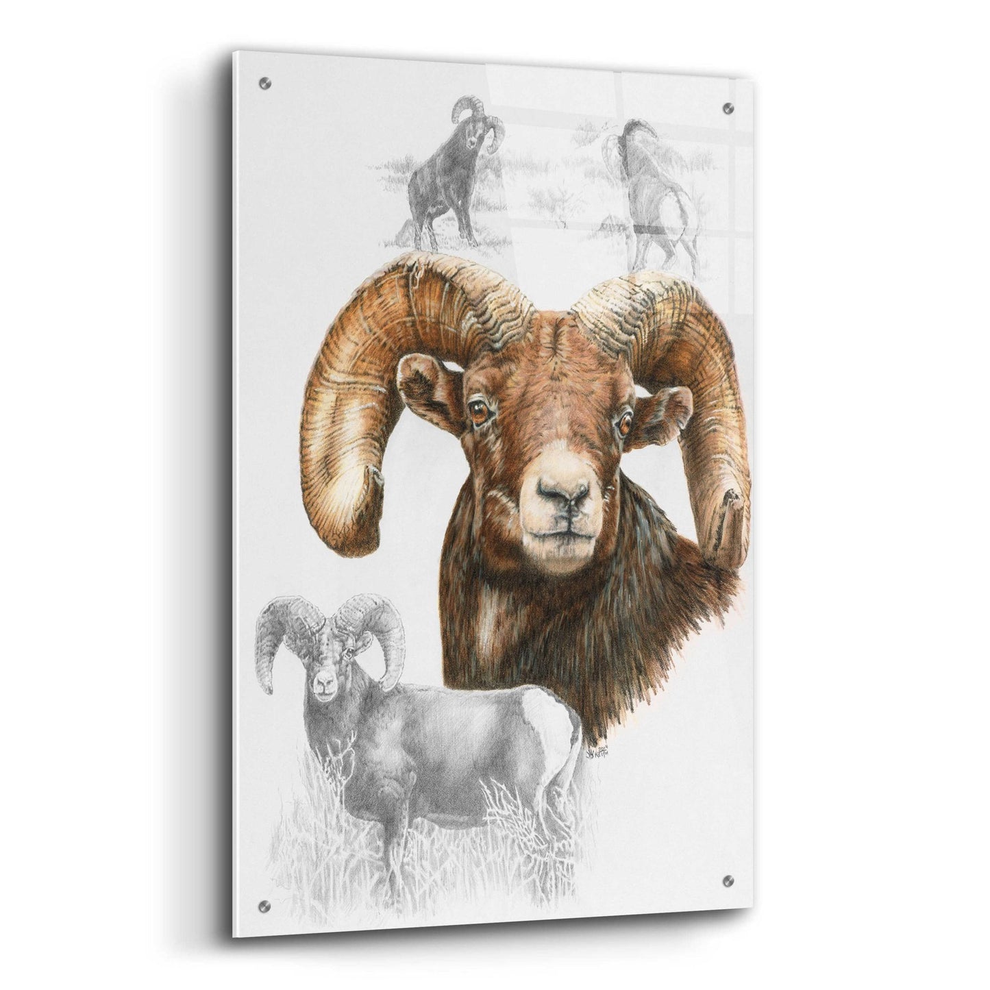 Epic Art 'Big Horn Sheep' by Barbara Keith, Acrylic Glass Wall Art,24x36