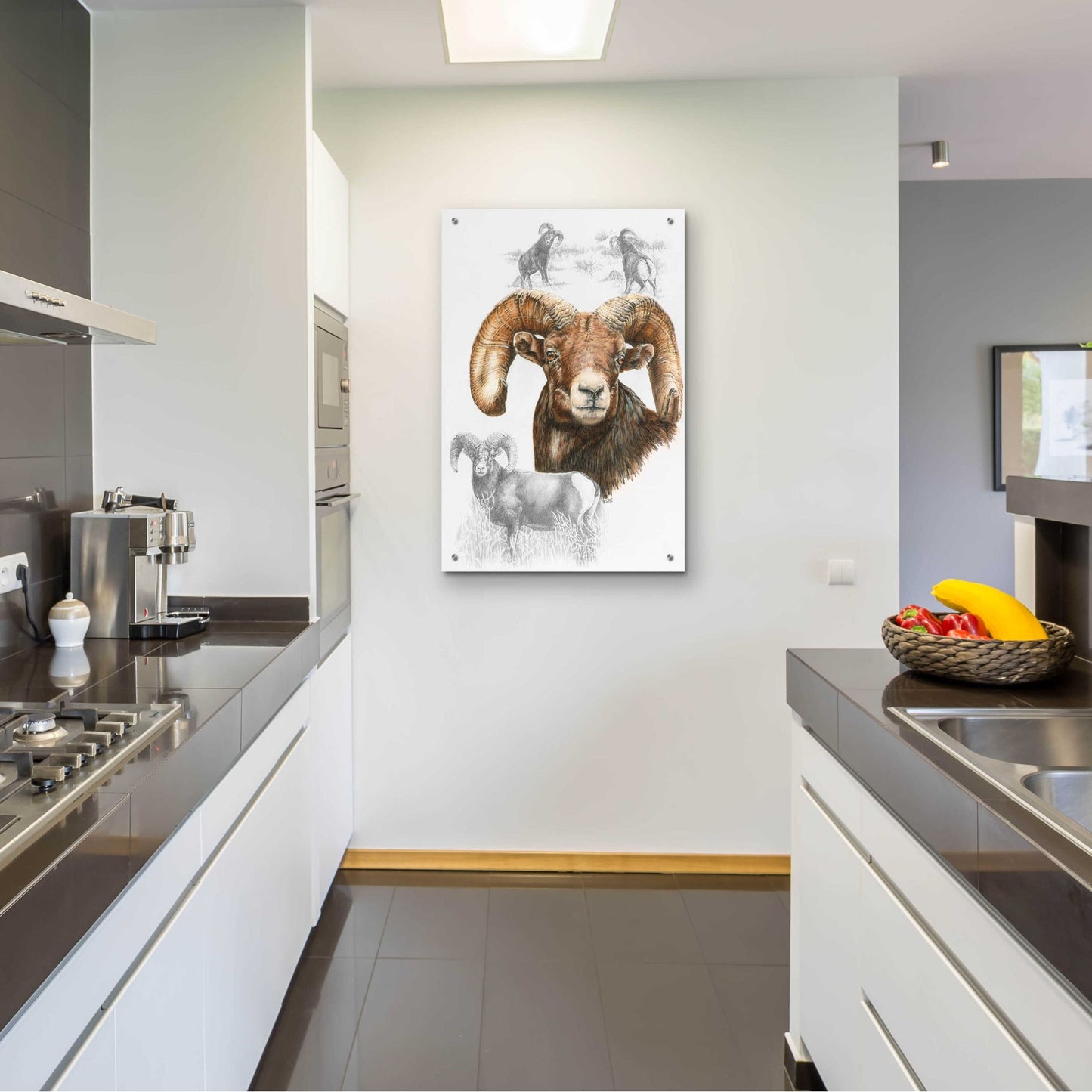 Epic Art 'Big Horn Sheep' by Barbara Keith, Acrylic Glass Wall Art,24x36