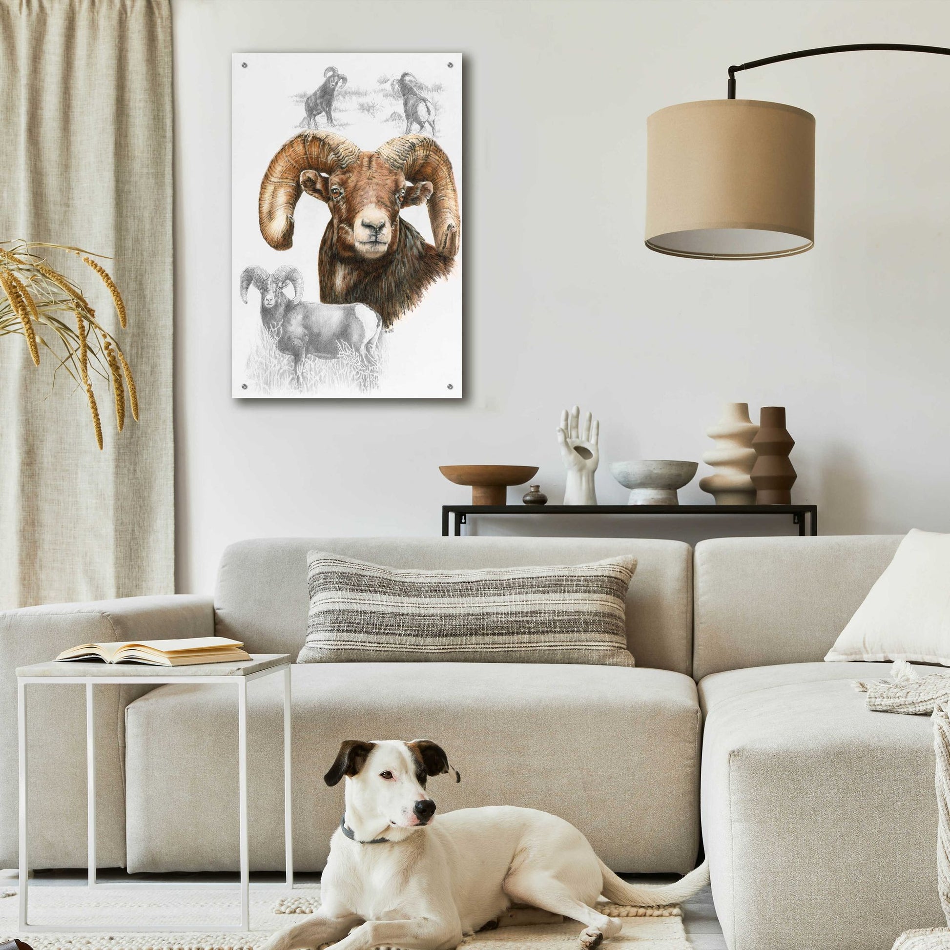 Epic Art 'Big Horn Sheep' by Barbara Keith, Acrylic Glass Wall Art,24x36