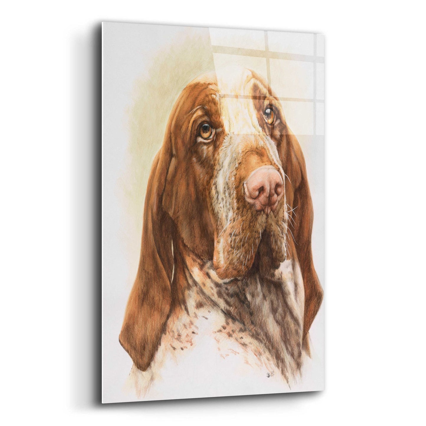 Epic Art 'Bracco Italiano 2' by Barbara Keith, Acrylic Glass Wall Art,12x16