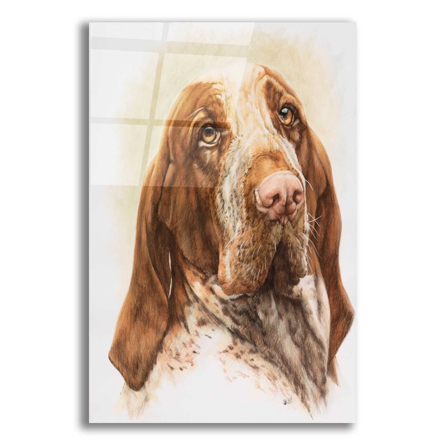 Epic Art 'Bracco Italiano 2' by Barbara Keith, Acrylic Glass Wall Art,16x24