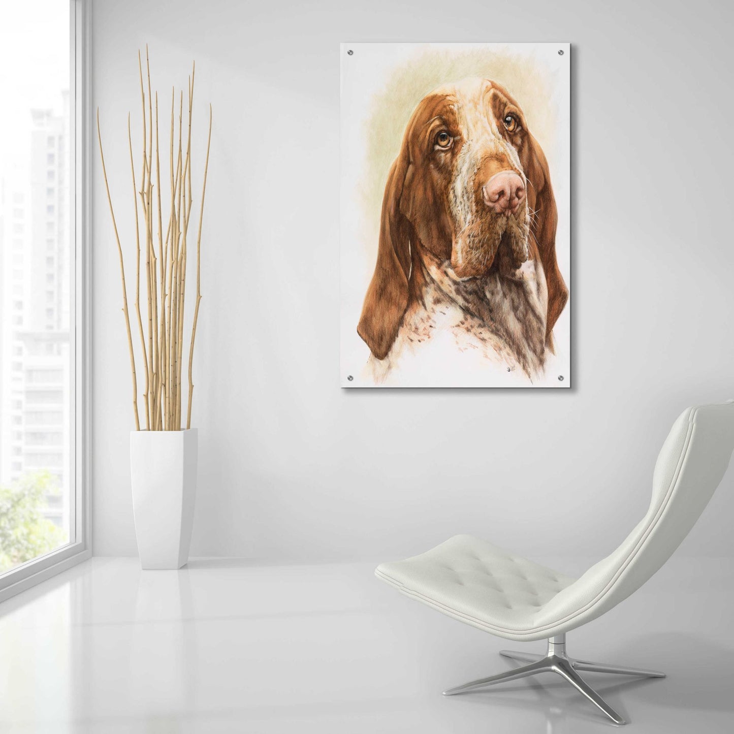 Epic Art 'Bracco Italiano 2' by Barbara Keith, Acrylic Glass Wall Art,24x36