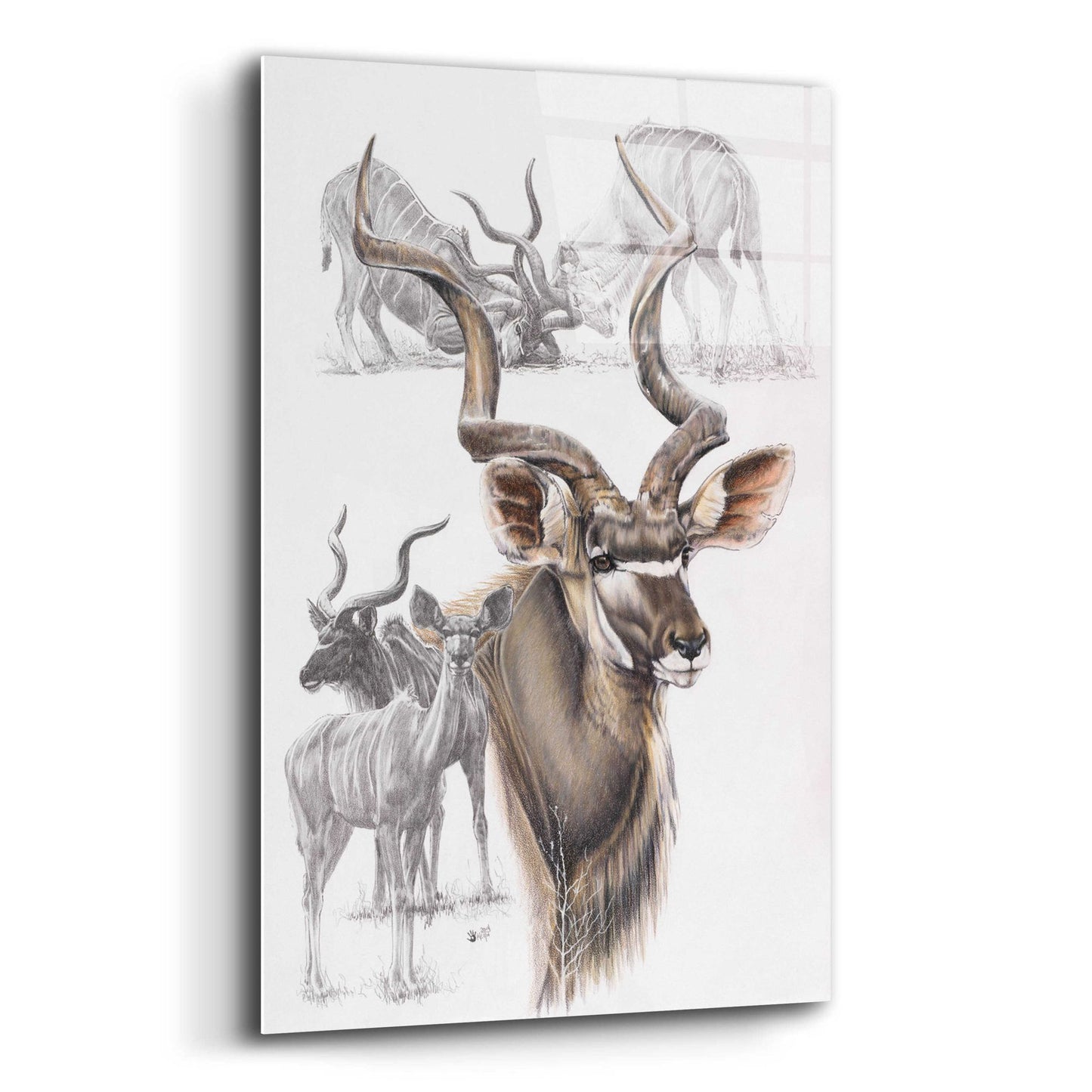 Epic Art 'Kudu' by Barbara Keith, Acrylic Glass Wall Art,12x16