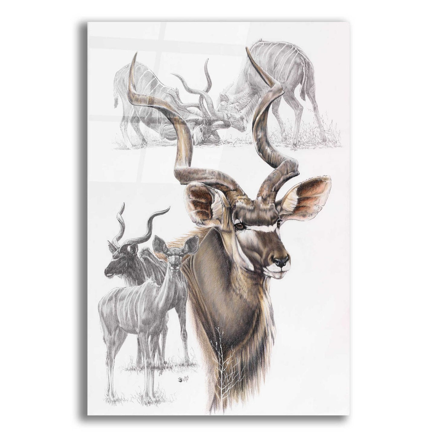 Epic Art 'Kudu' by Barbara Keith, Acrylic Glass Wall Art,12x16