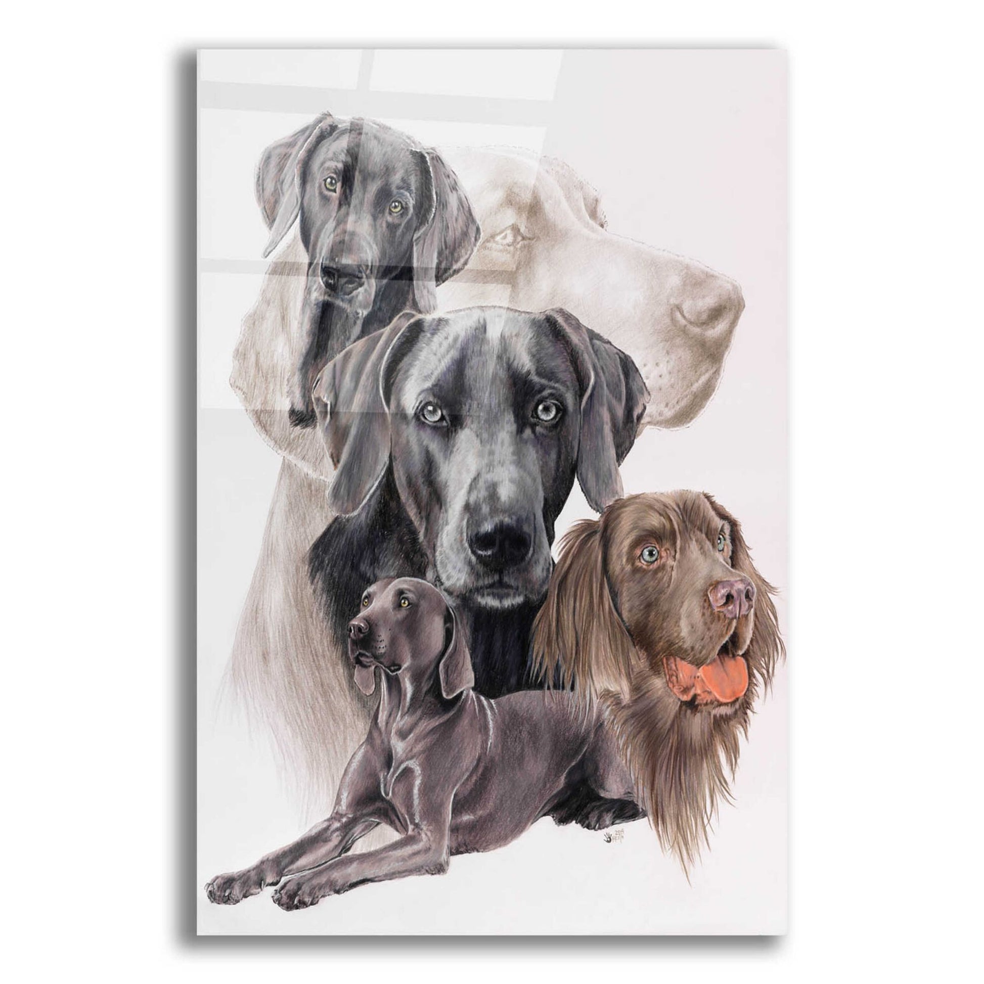 Epic Art 'Weimaraner and Ghost' by Barbara Keith, Acrylic Glass Wall Art,16x24