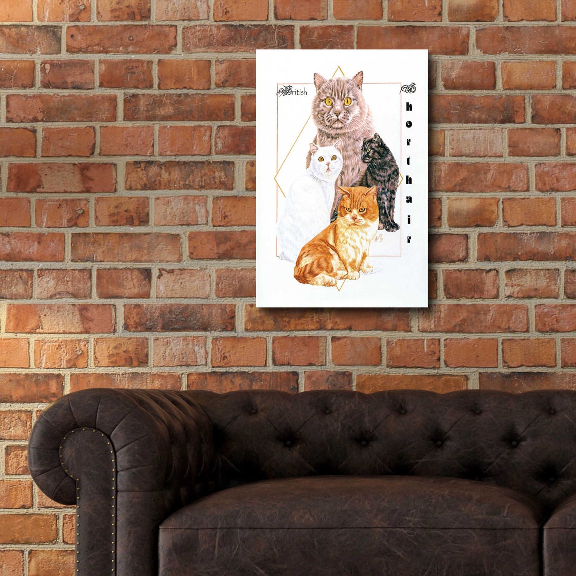 Epic Art 'British Shorthair' by Barbara Keith, Acrylic Glass Wall Art,16x24