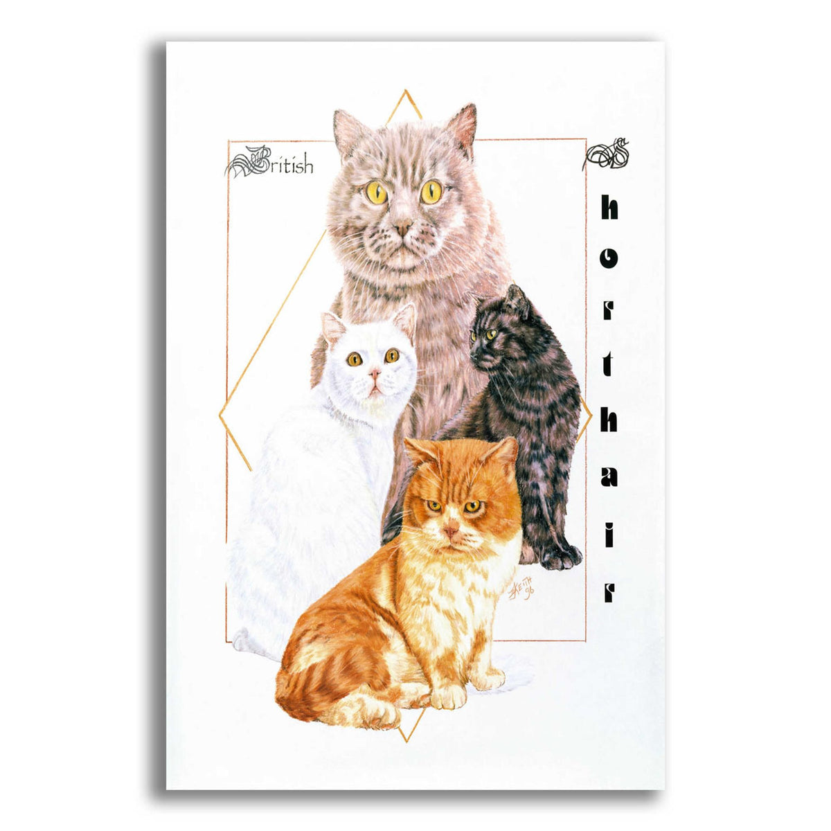Epic Art 'British Shorthair' by Barbara Keith, Acrylic Glass Wall Art
