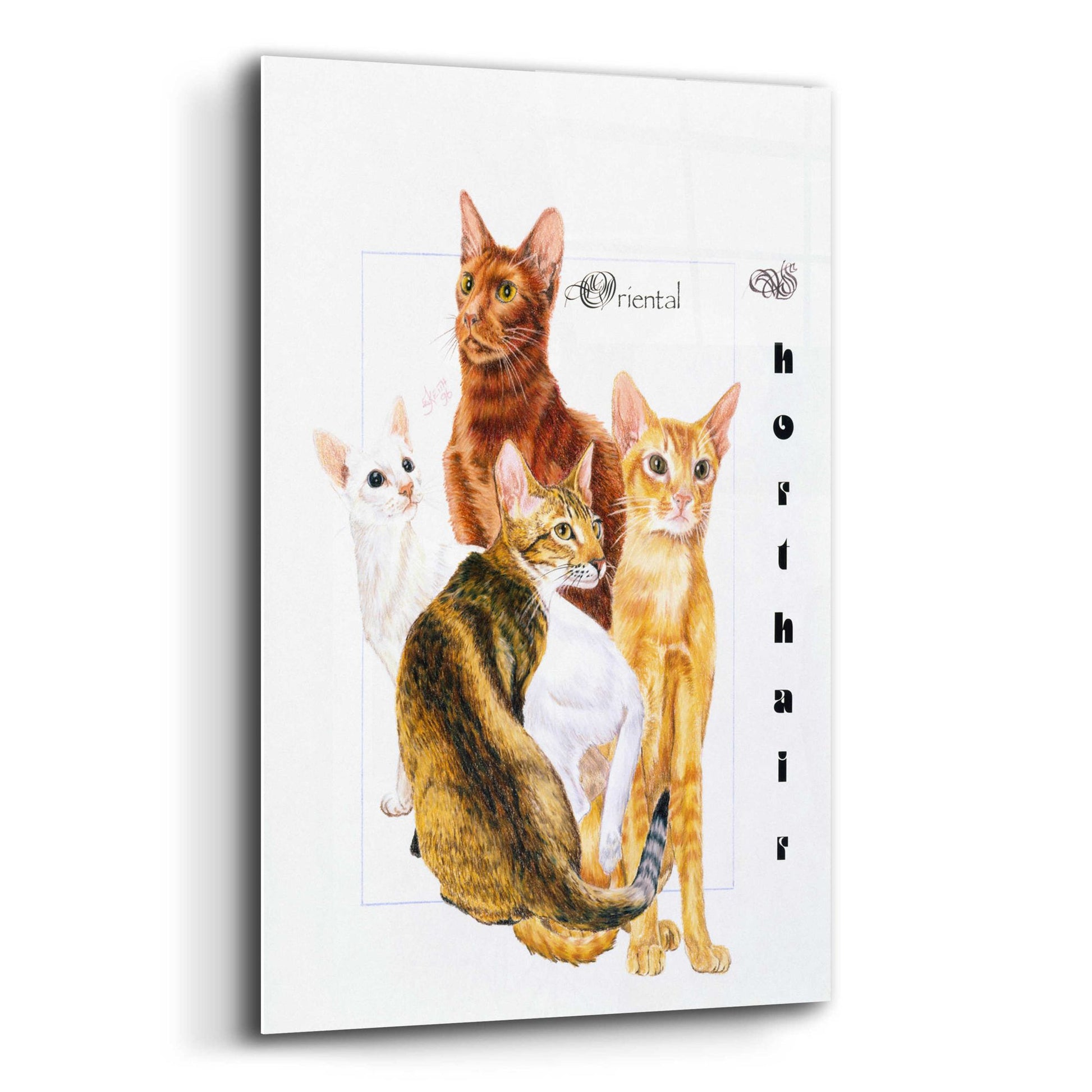 Epic Art 'Oriental Shorthair' by Barbara Keith, Acrylic Glass Wall Art,12x16