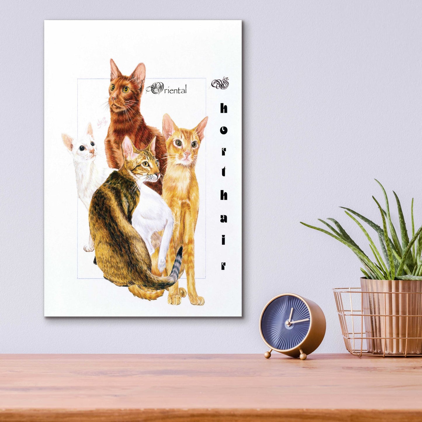 Epic Art 'Oriental Shorthair' by Barbara Keith, Acrylic Glass Wall Art,12x16