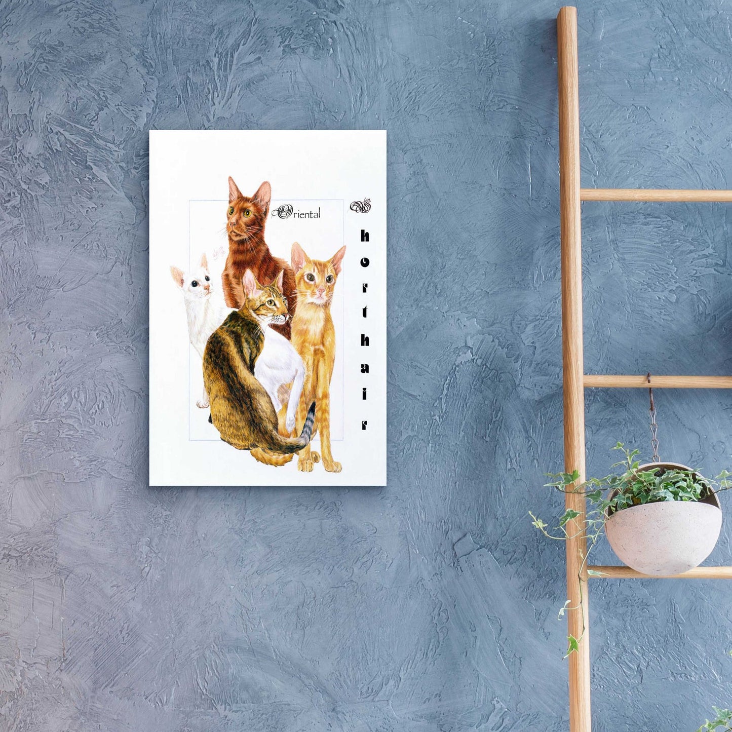 Epic Art 'Oriental Shorthair' by Barbara Keith, Acrylic Glass Wall Art,16x24