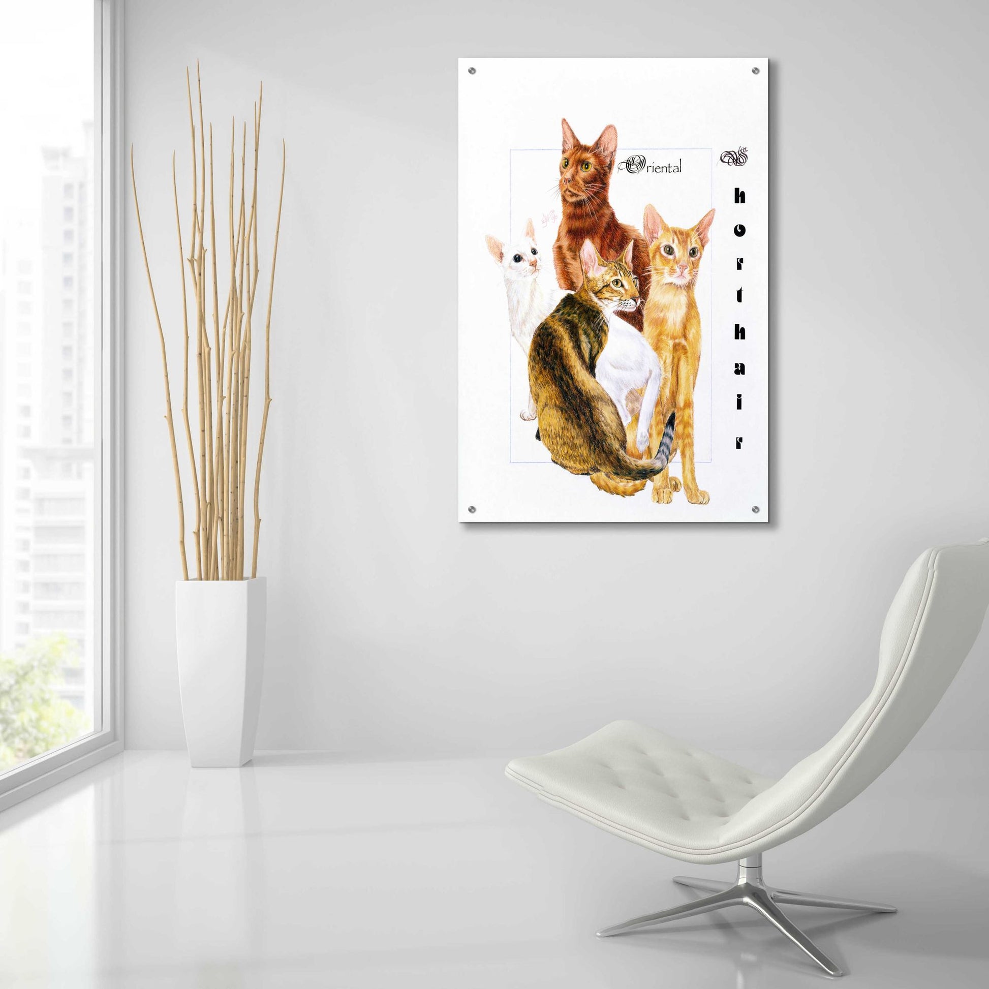 Epic Art 'Oriental Shorthair' by Barbara Keith, Acrylic Glass Wall Art,24x36