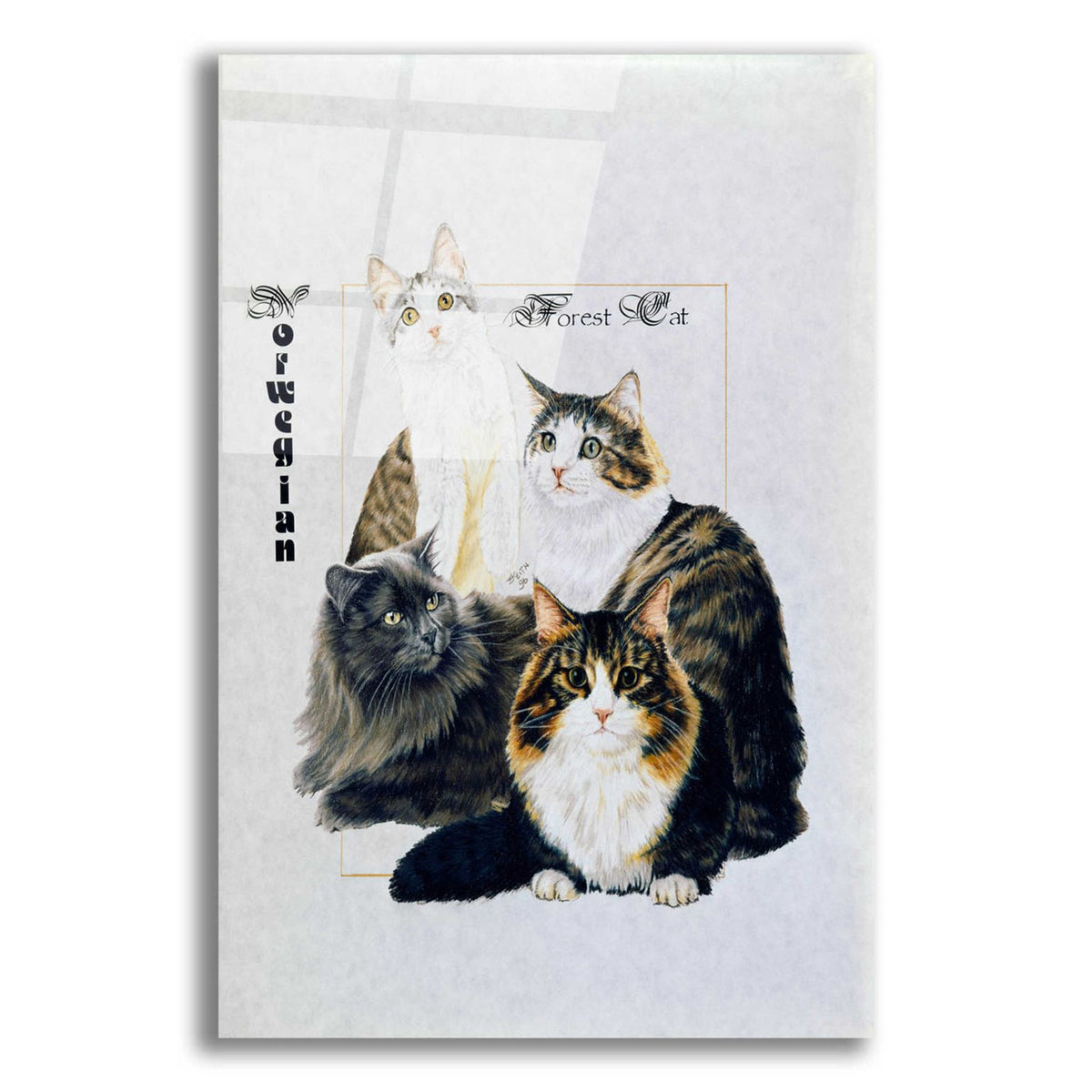 Norwegin Forest Cat by Barbara Keith acrylic glass wall art