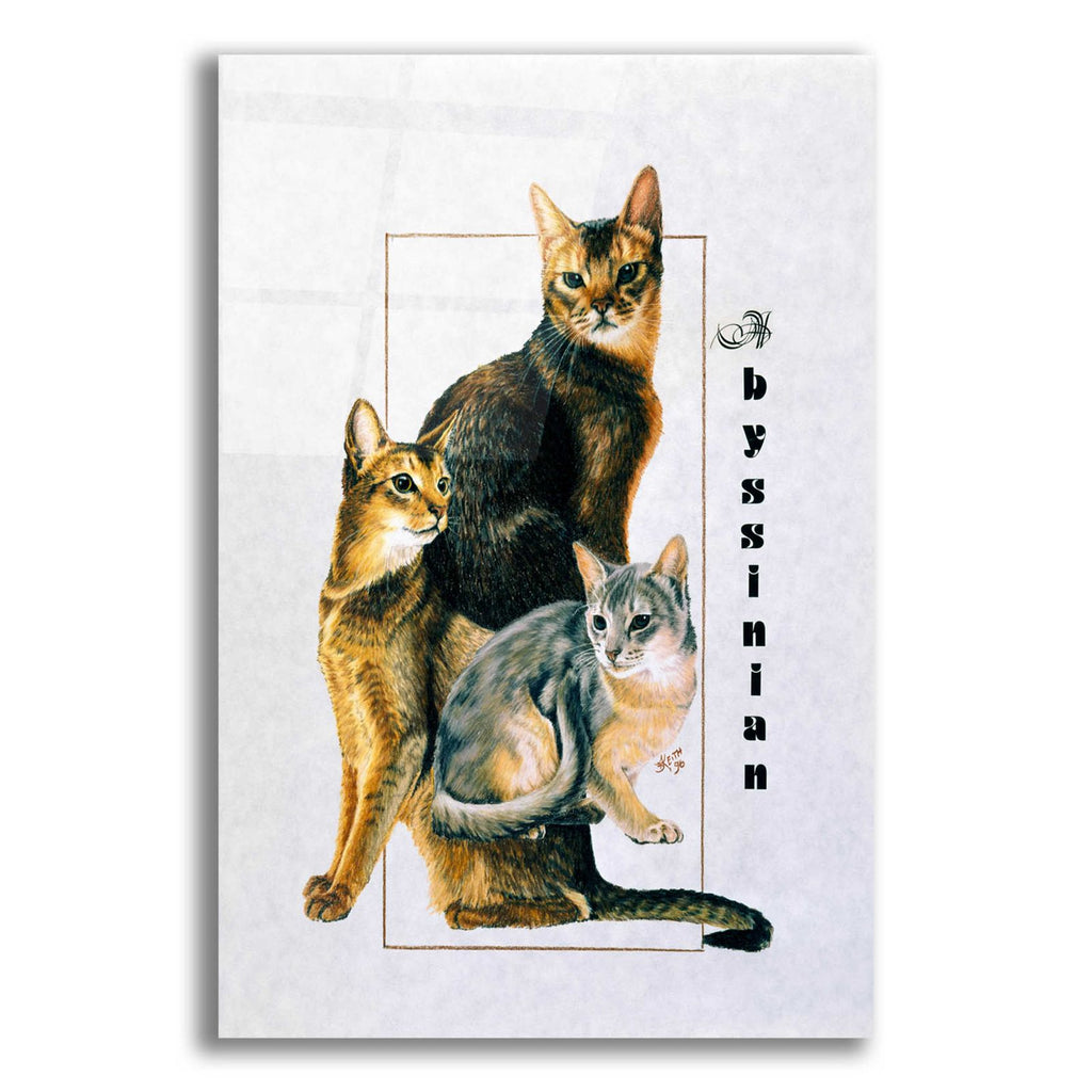 Abyssinian by Barbara Keith acrylic glass wall art