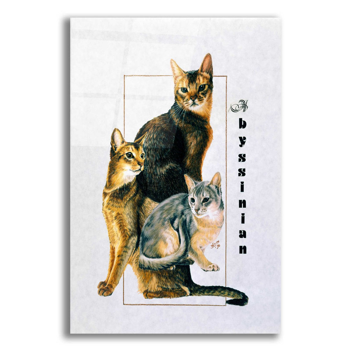 Abyssinian by Barbara Keith acrylic glass wall art