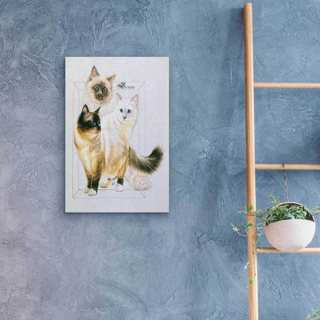 Birman by Barbara Keith - 16x24 acrylic wall art in a room