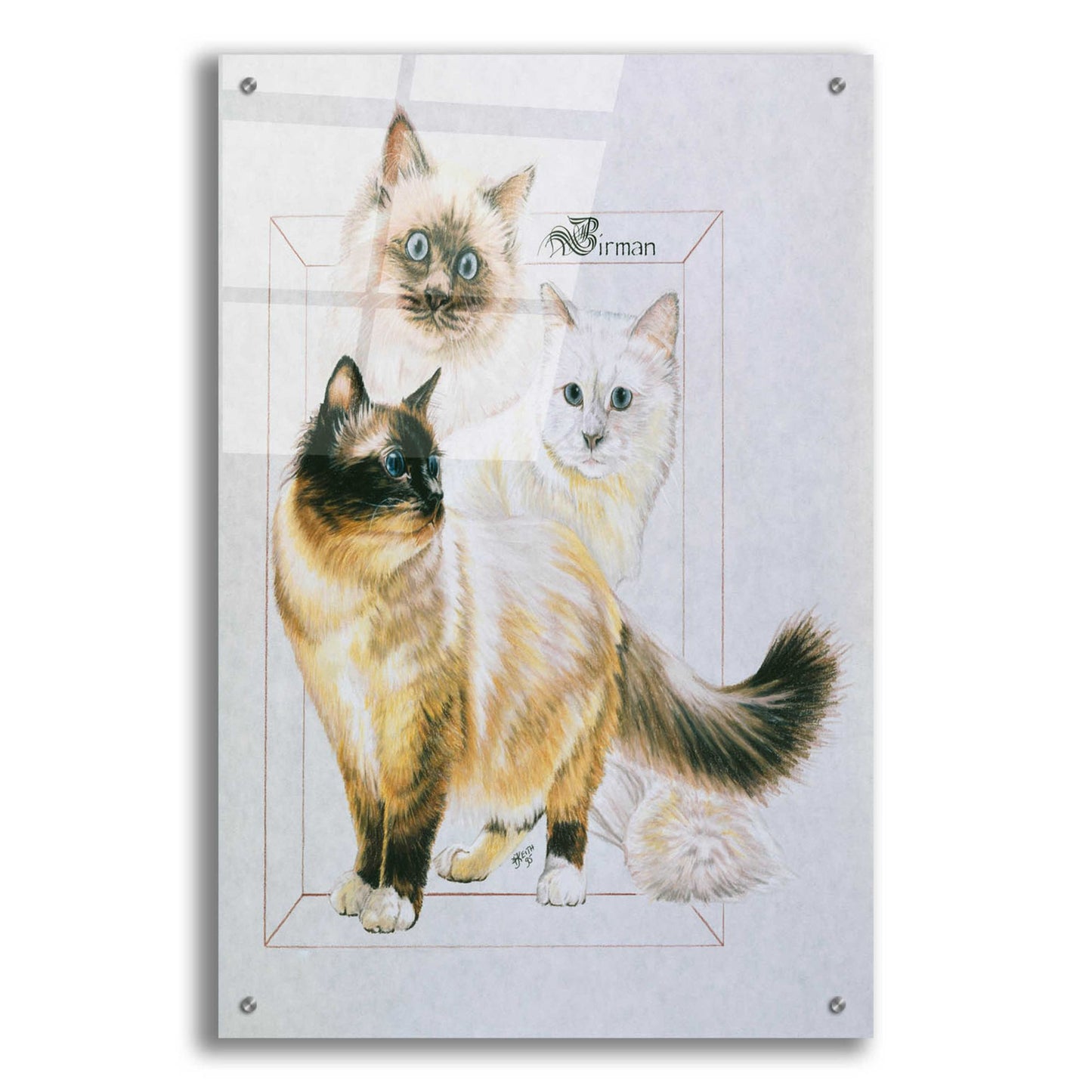 Epic Art 'Birman' by Barbara Keith, Acrylic Glass Wall Art,24x36