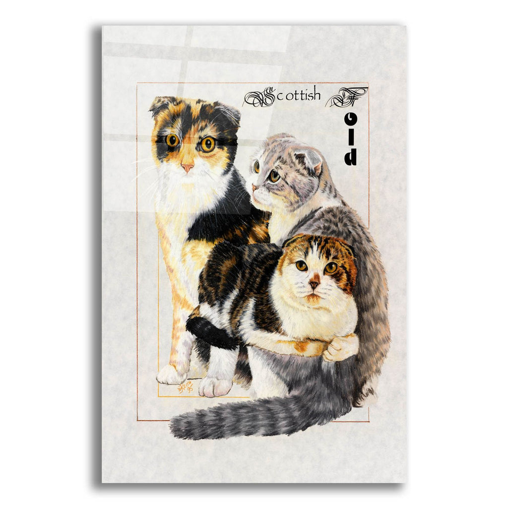 Scottish Fold by Barbara Keith acrylic glass wall art