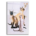 Siamese by Barbara Keith acrylic glass wall art