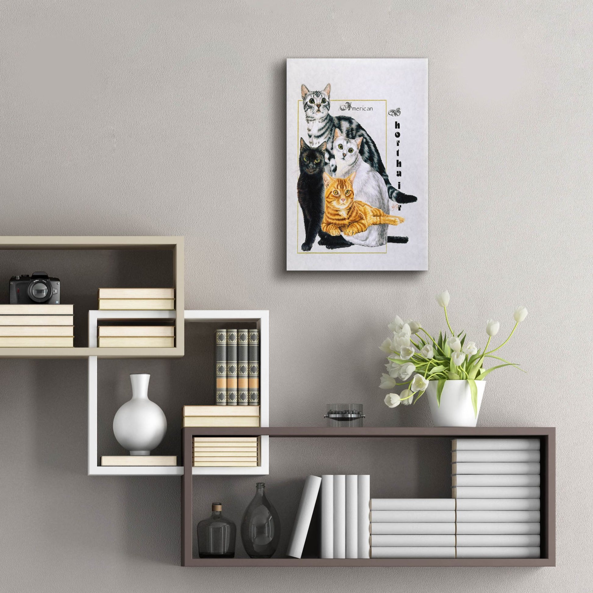 Epic Art 'American Shorthair' by Barbara Keith, Acrylic Glass Wall Art,16x24