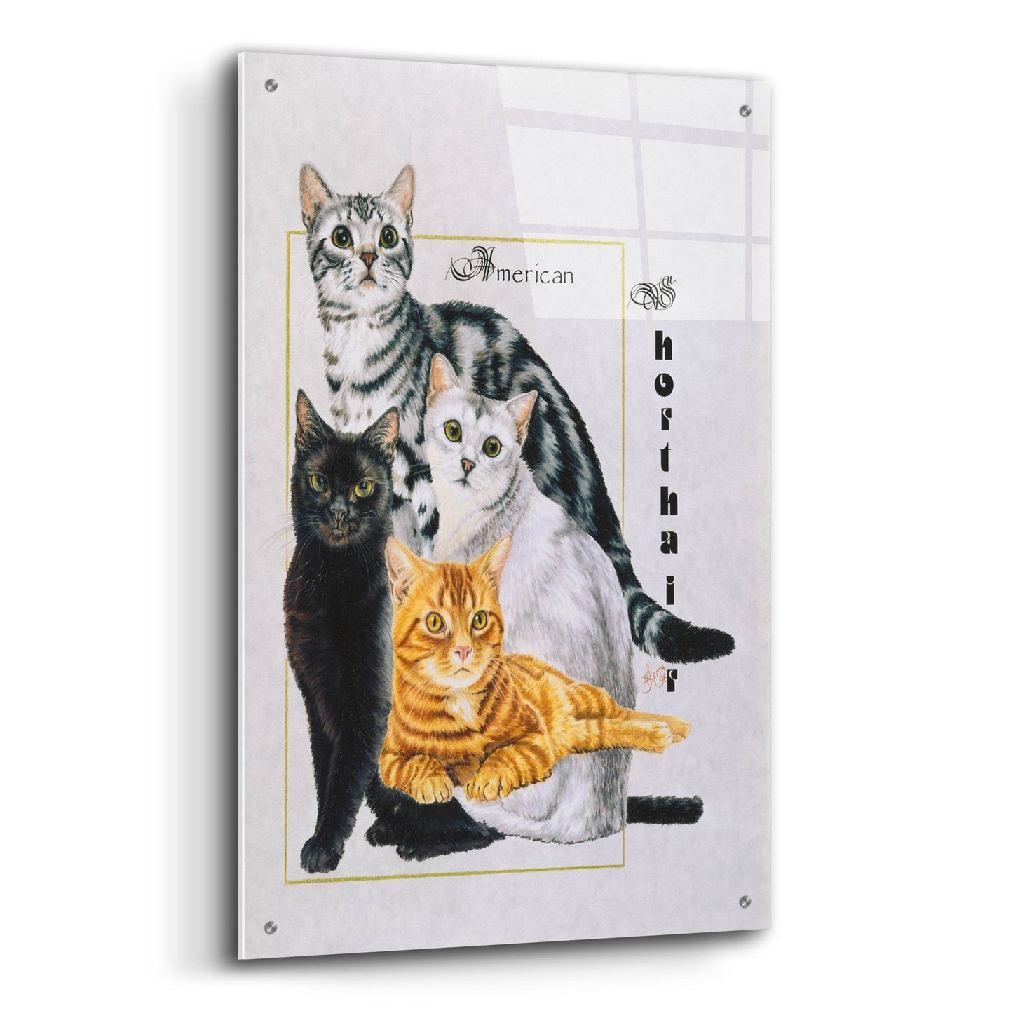 Epic Art 'American Shorthair' by Barbara Keith, Acrylic Glass Wall Art,24x36