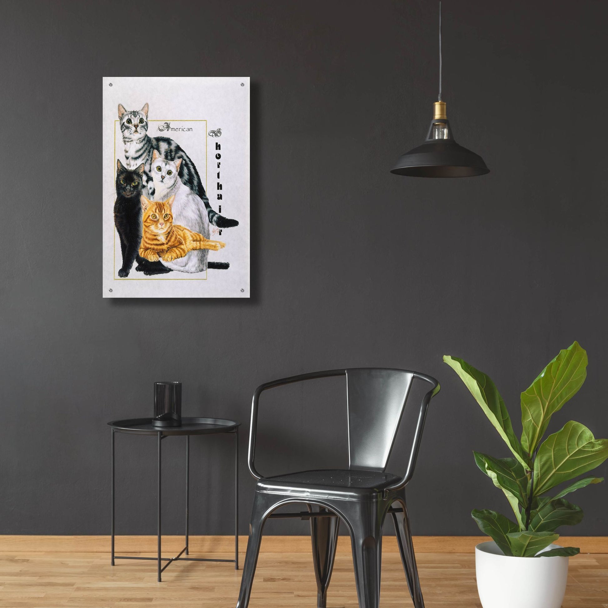 Epic Art 'American Shorthair' by Barbara Keith, Acrylic Glass Wall Art,24x36