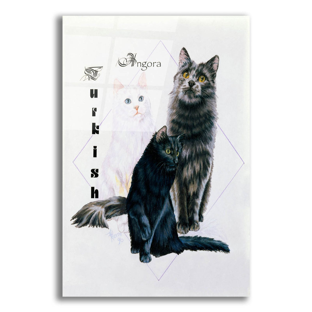 Turkish Angora by Barbara Keith acrylic glass wall art