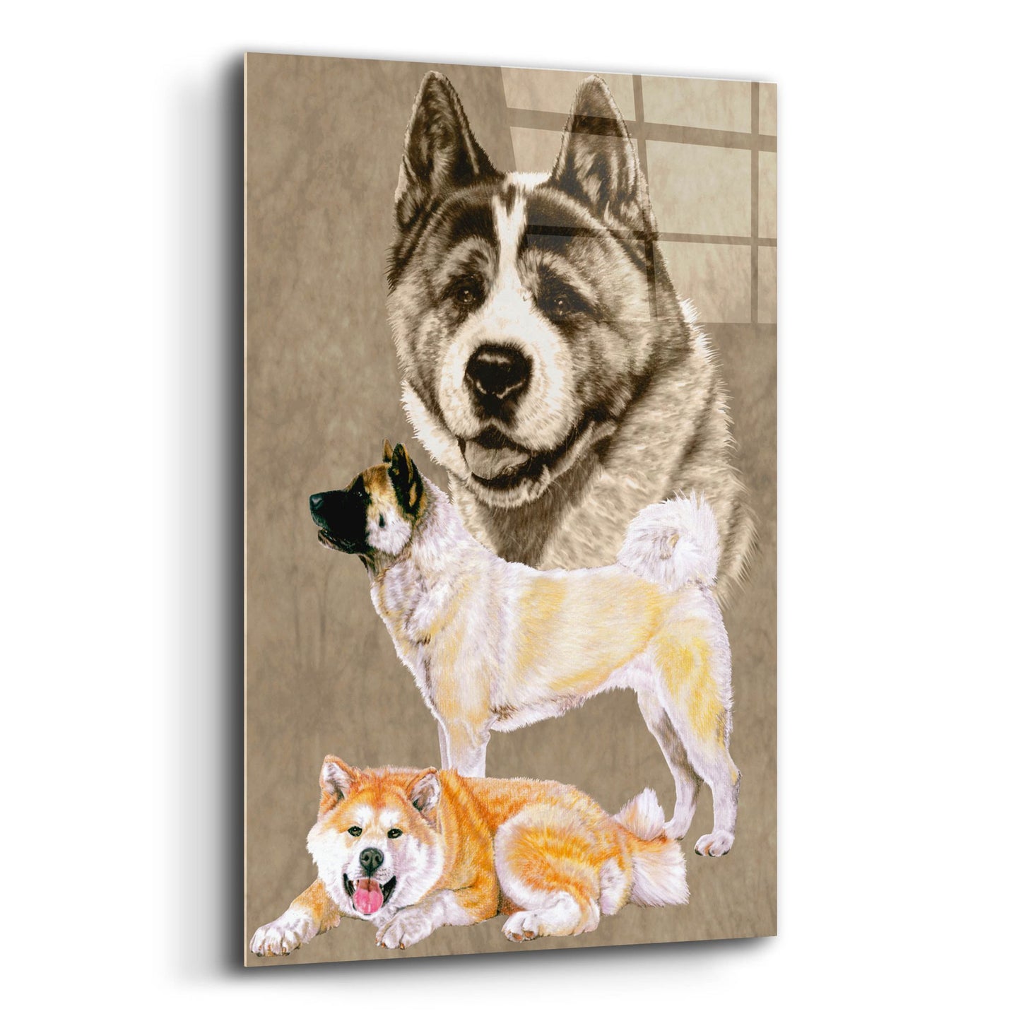 Epic Art 'Akita' by Barbara Keith, Acrylic Glass Wall Art,12x16