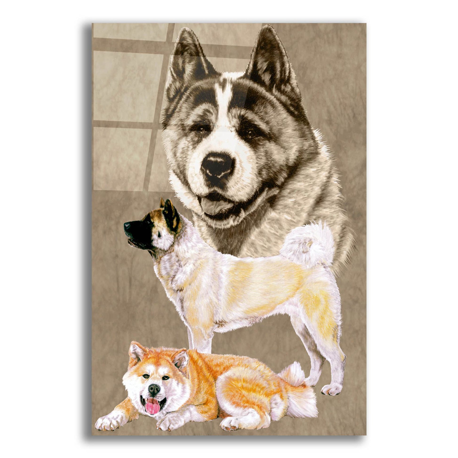 Epic Art 'Akita' by Barbara Keith, Acrylic Glass Wall Art,12x16